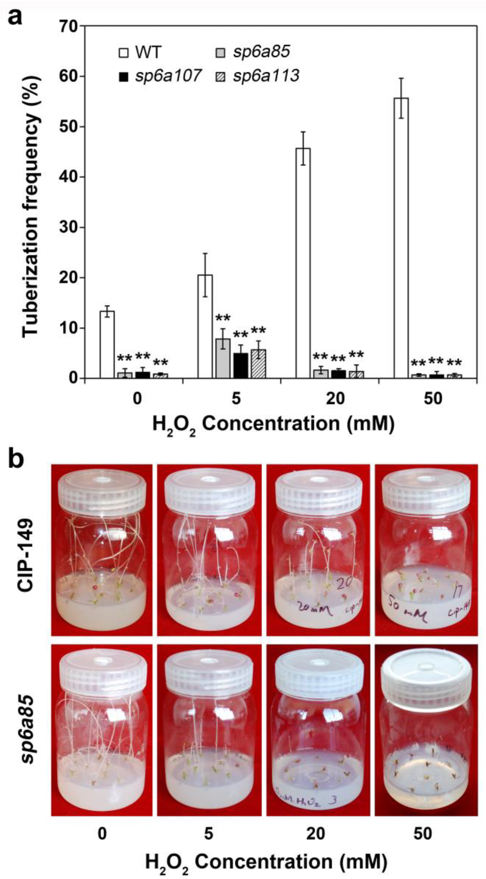Agronomy 13 01398 g009 Agronomy 13 01398 g009