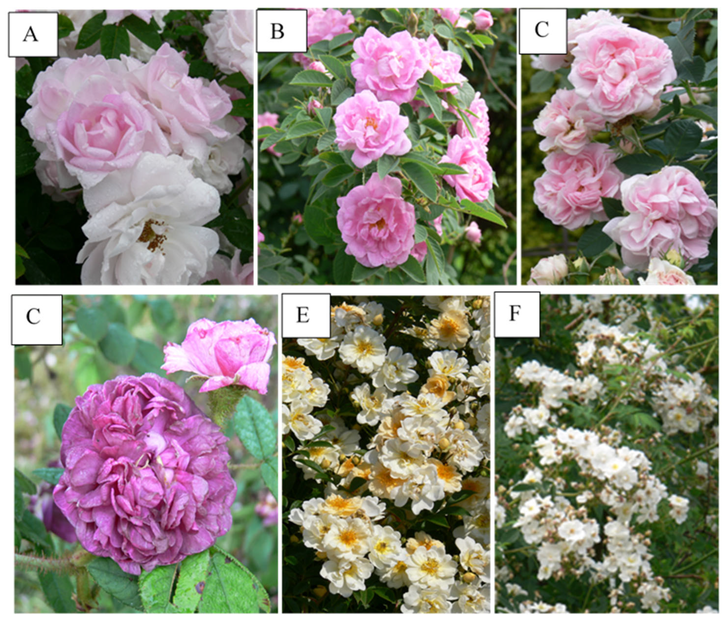 Agronomy 13 01405 g001