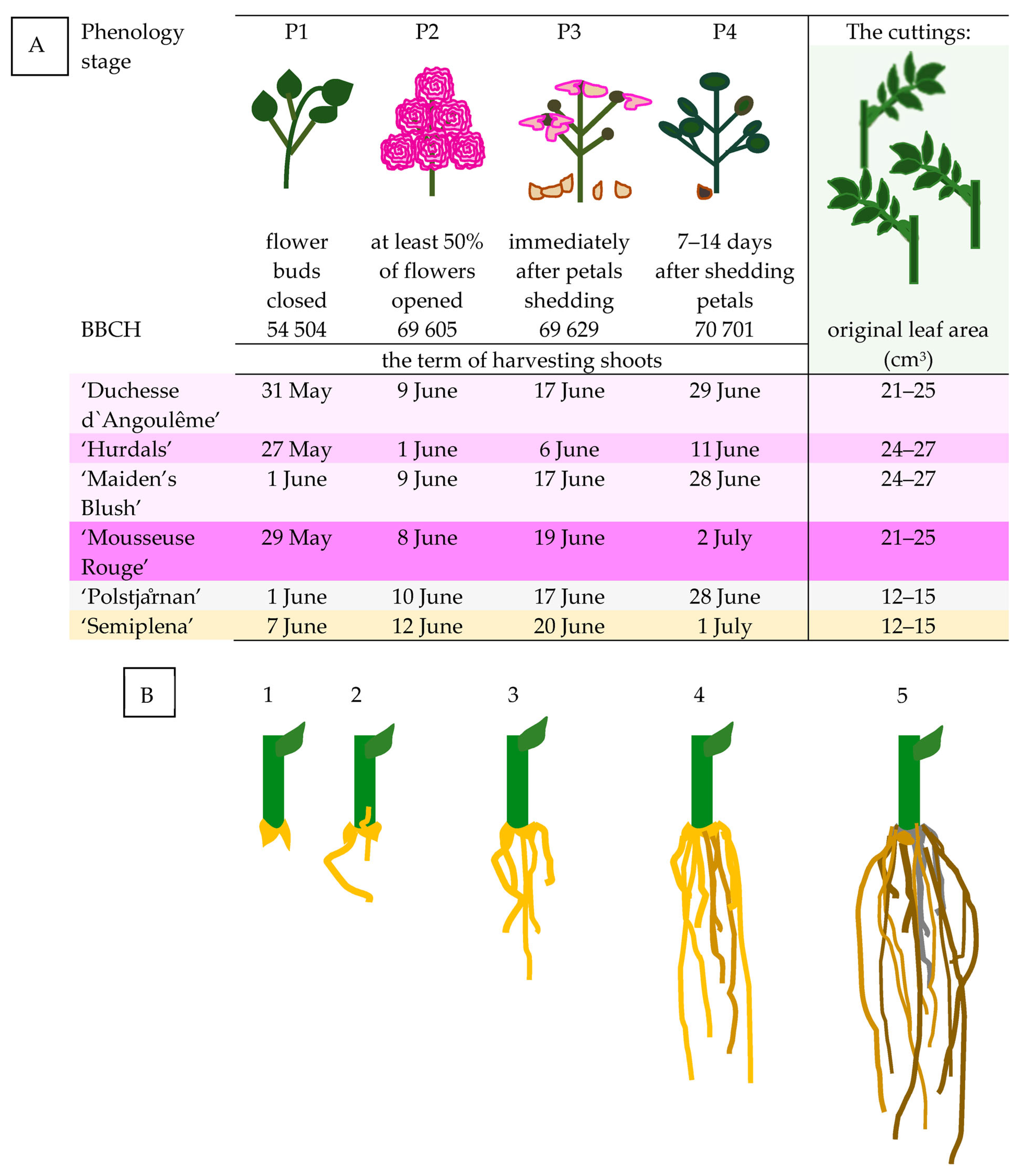 Agronomy 13 01405 g002