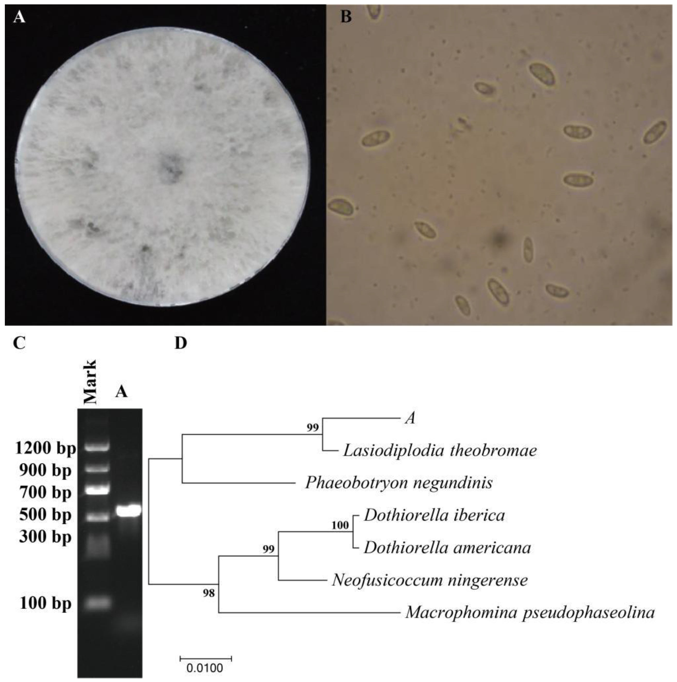 Agronomy 13 01408 g002 Agronomy 13 01408 g002
