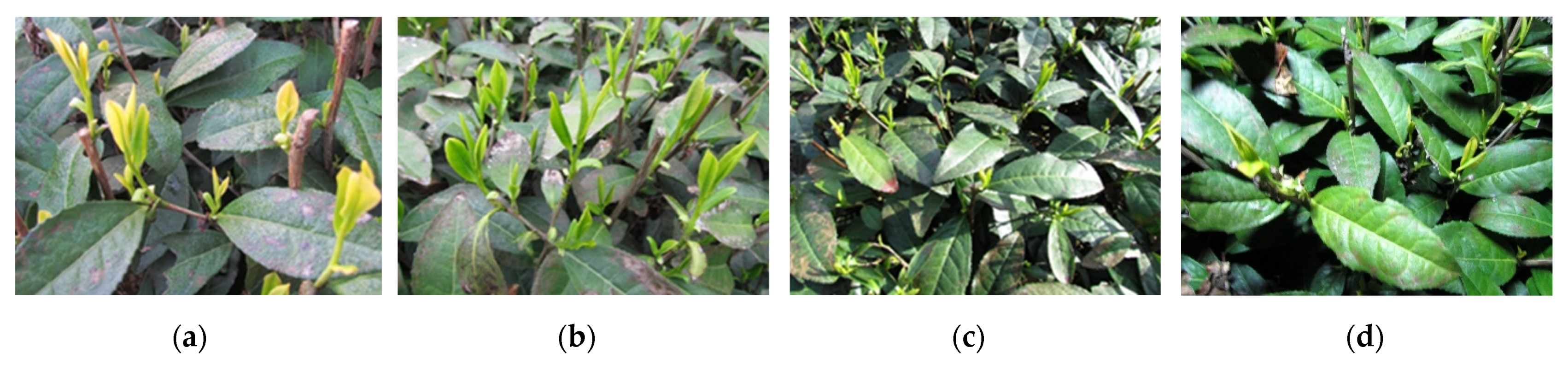 Agronomy 13 01411 g002