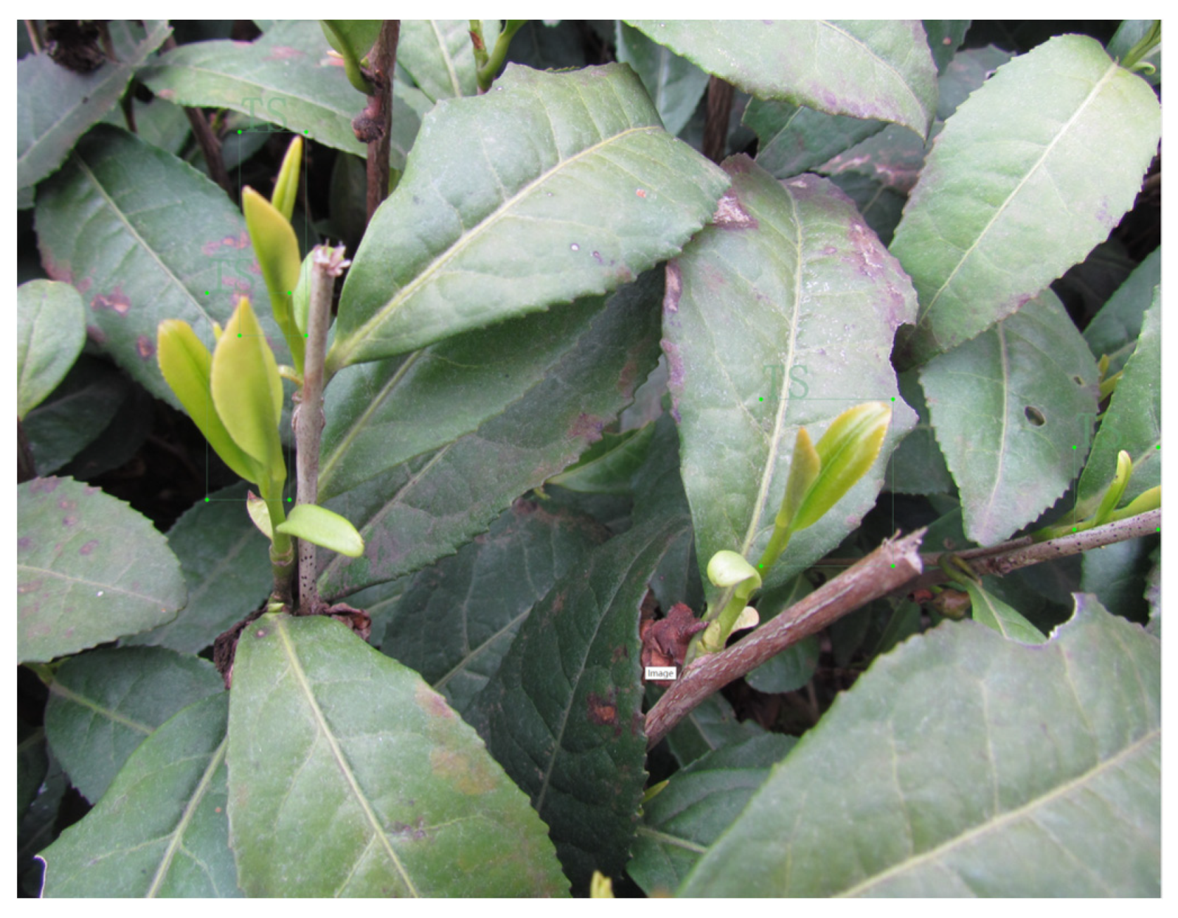 Agronomy 13 01411 g003