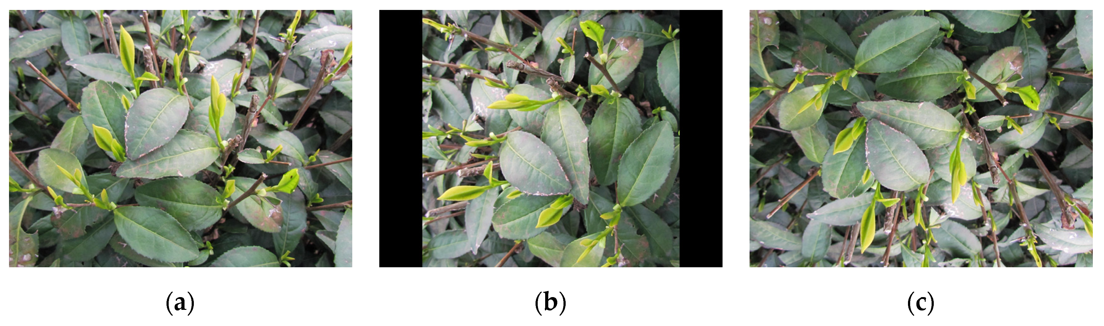 Agronomy 13 01411 g004a