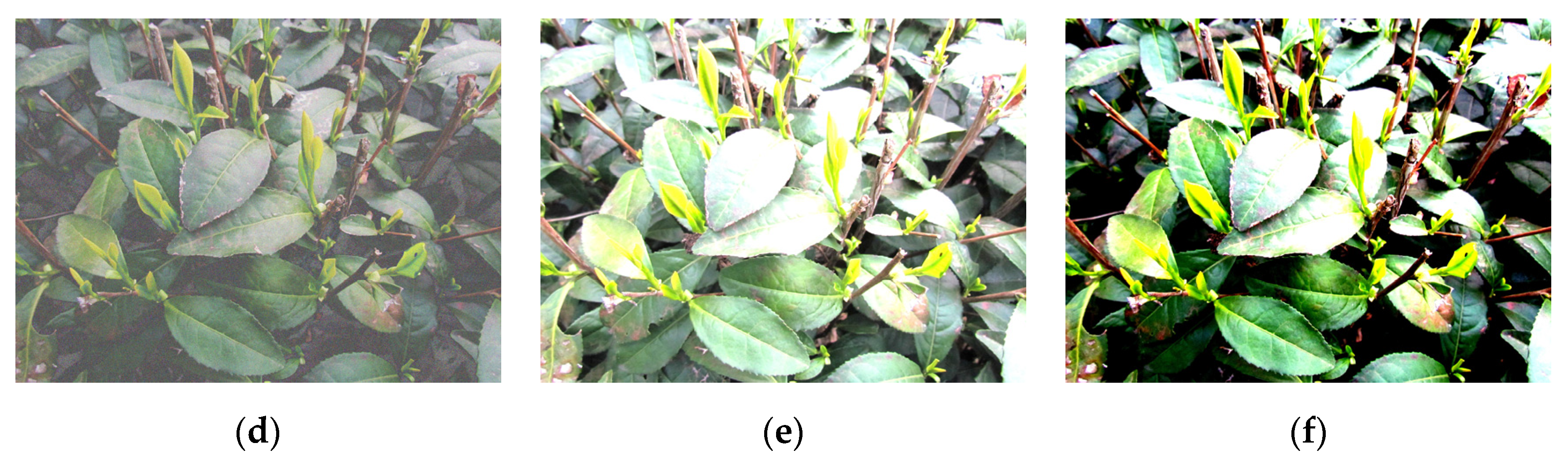 Agronomy 13 01411 g004b