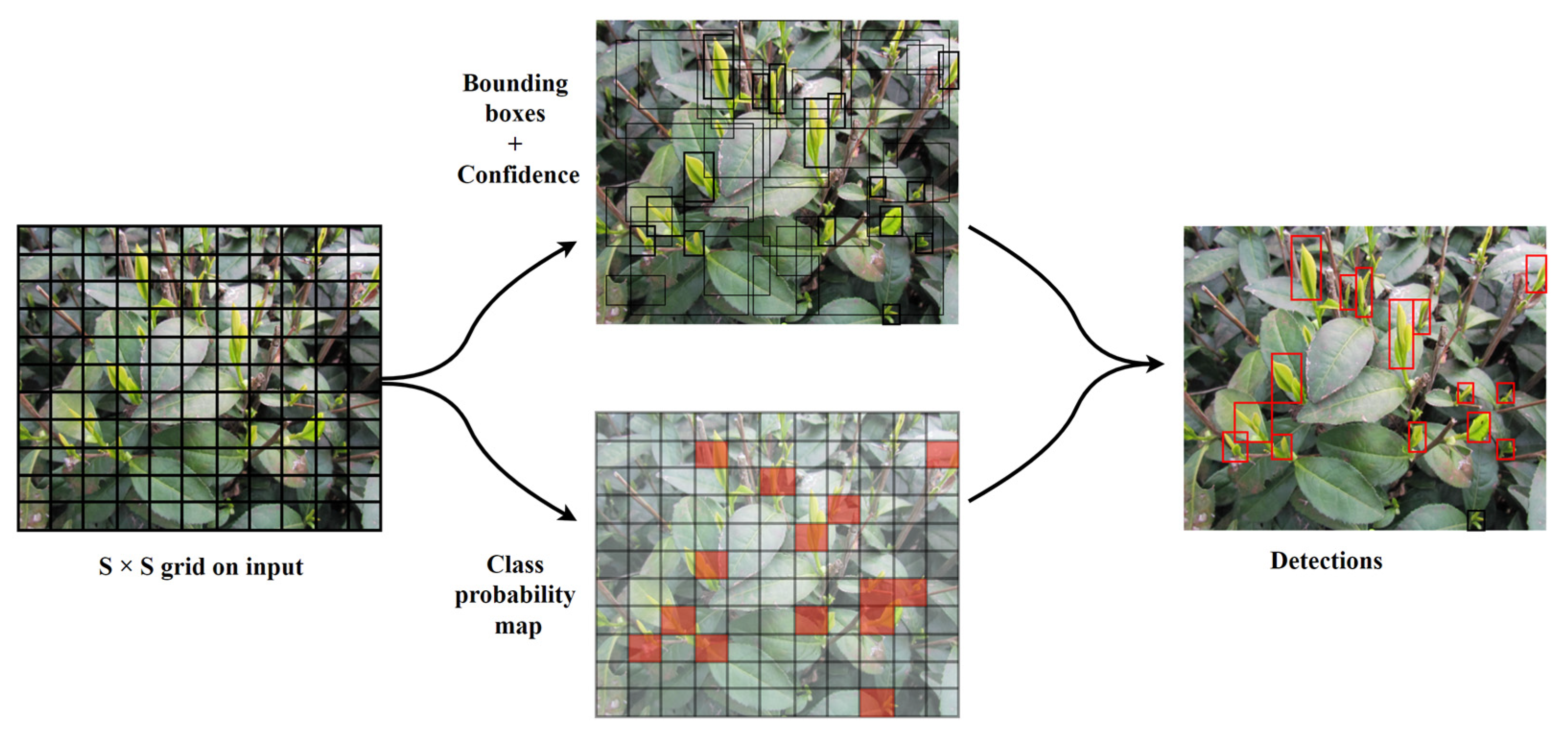 Agronomy 13 01411 g005