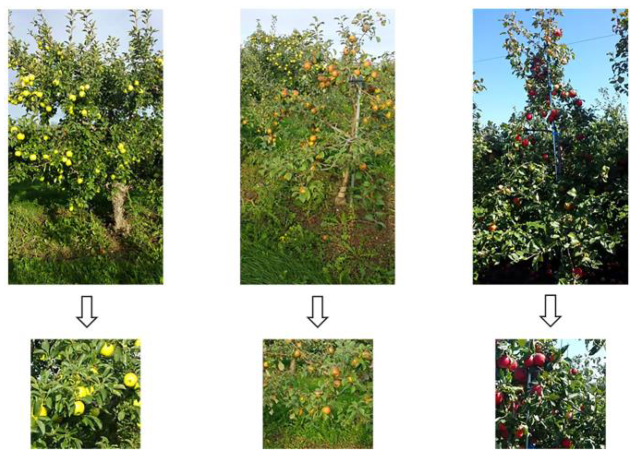 Agronomy 13 01419 g001