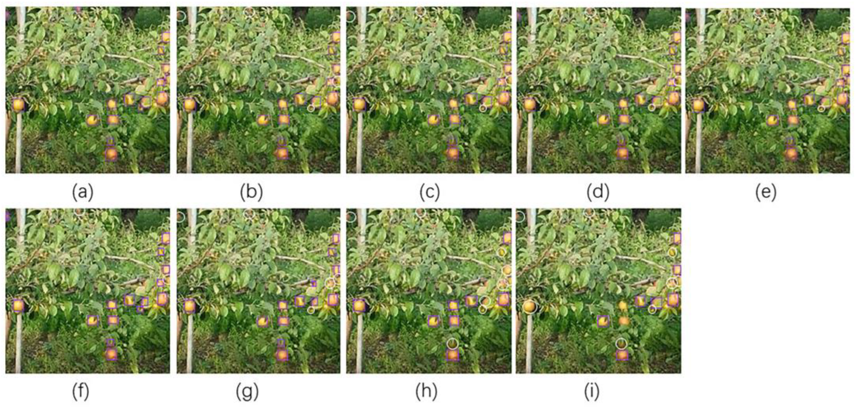 Agronomy 13 01419 g011