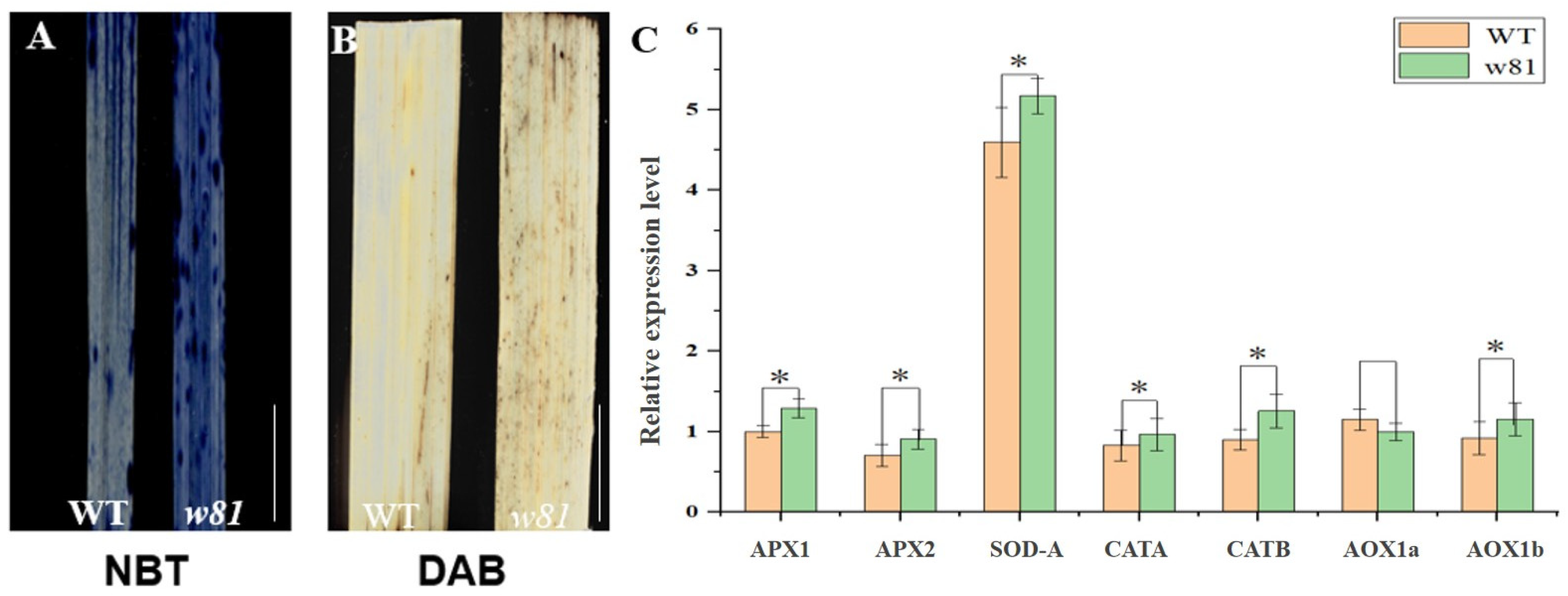 Agronomy 13 01424 g003 Agronomy 13 01424 g003