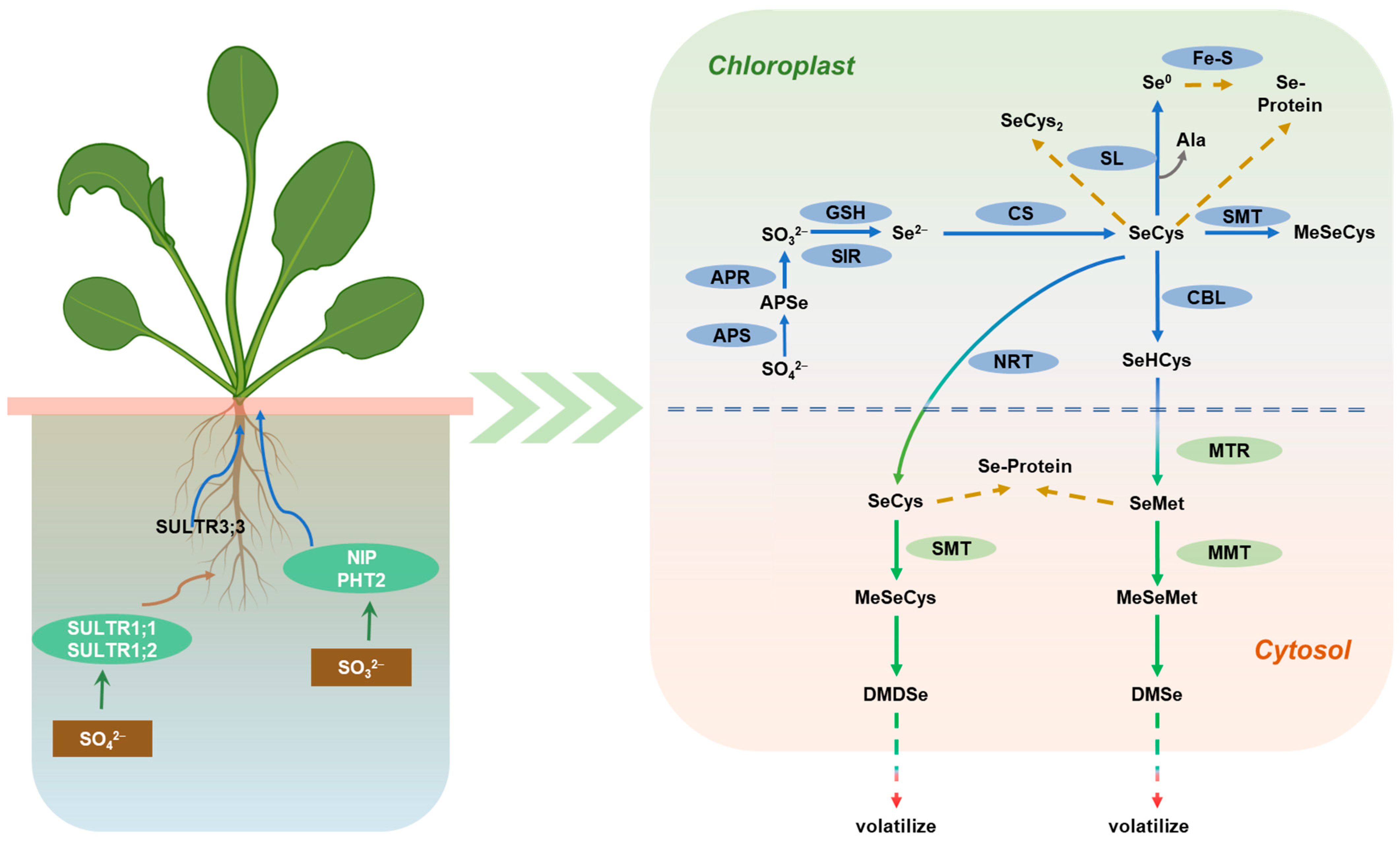 Agronomy 13 01425 g012 Agronomy 13 01425 g012