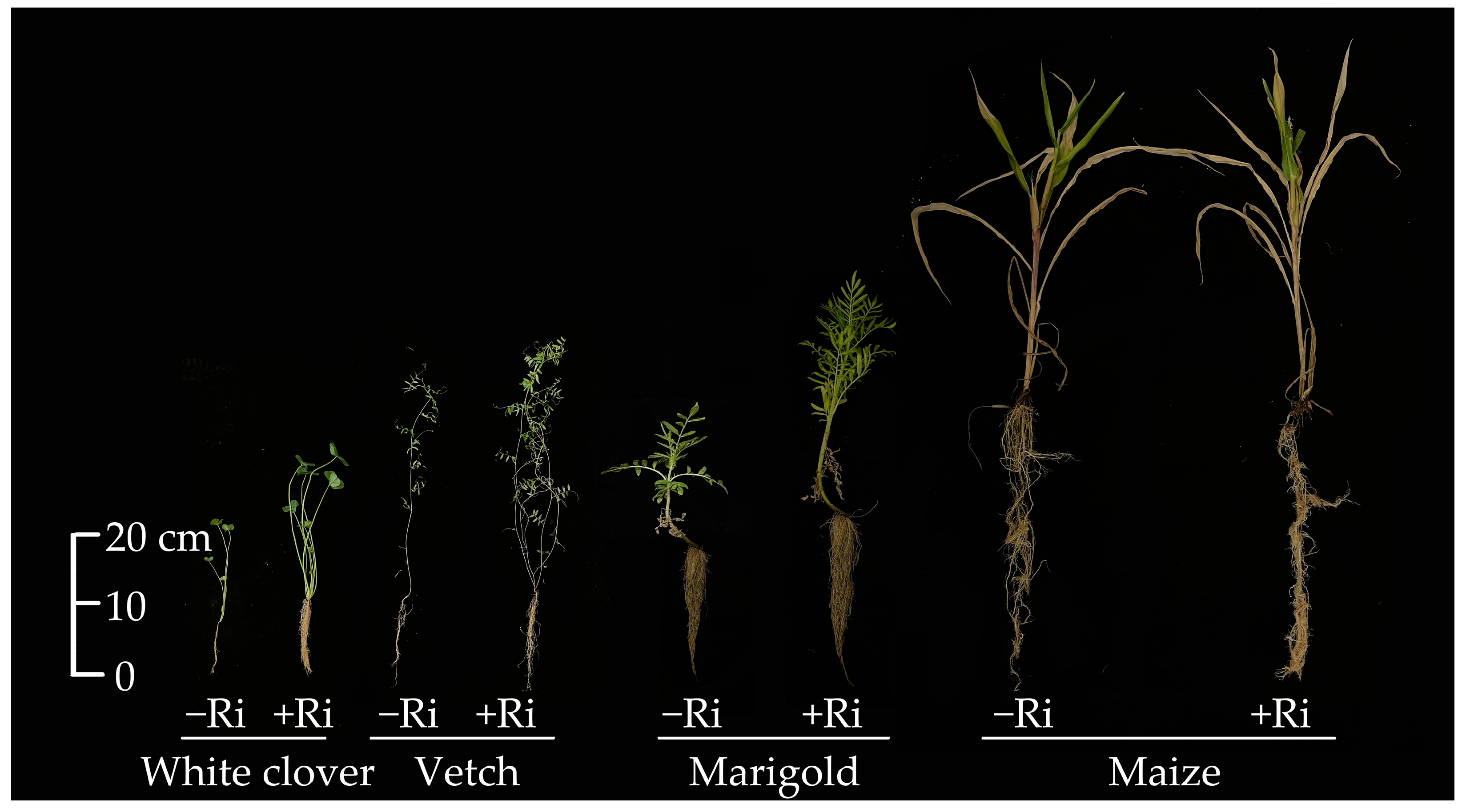 Agronomy 13 01427 g001 Agronomy 13 01427 g001