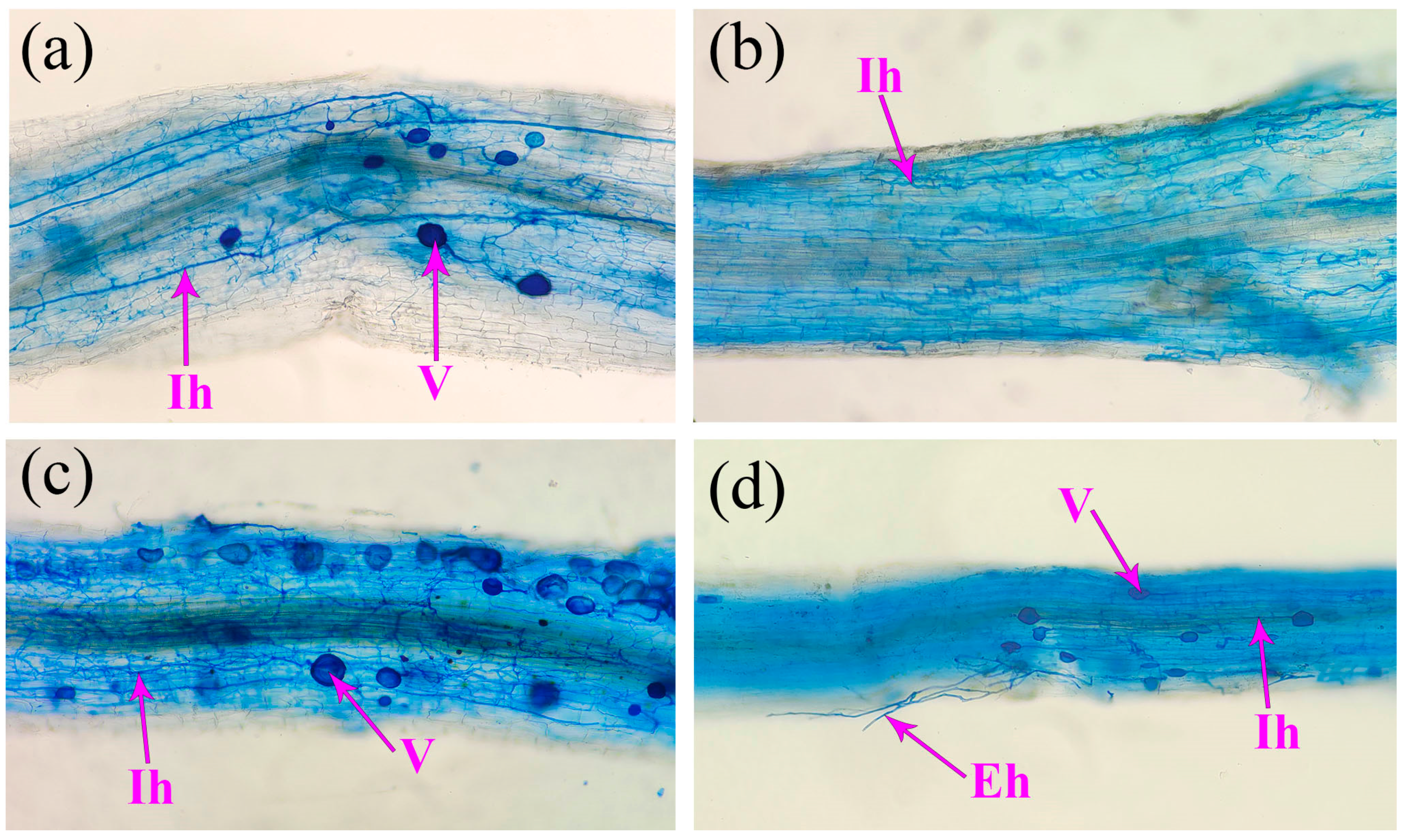Agronomy 13 01427 g003 Agronomy 13 01427 g003