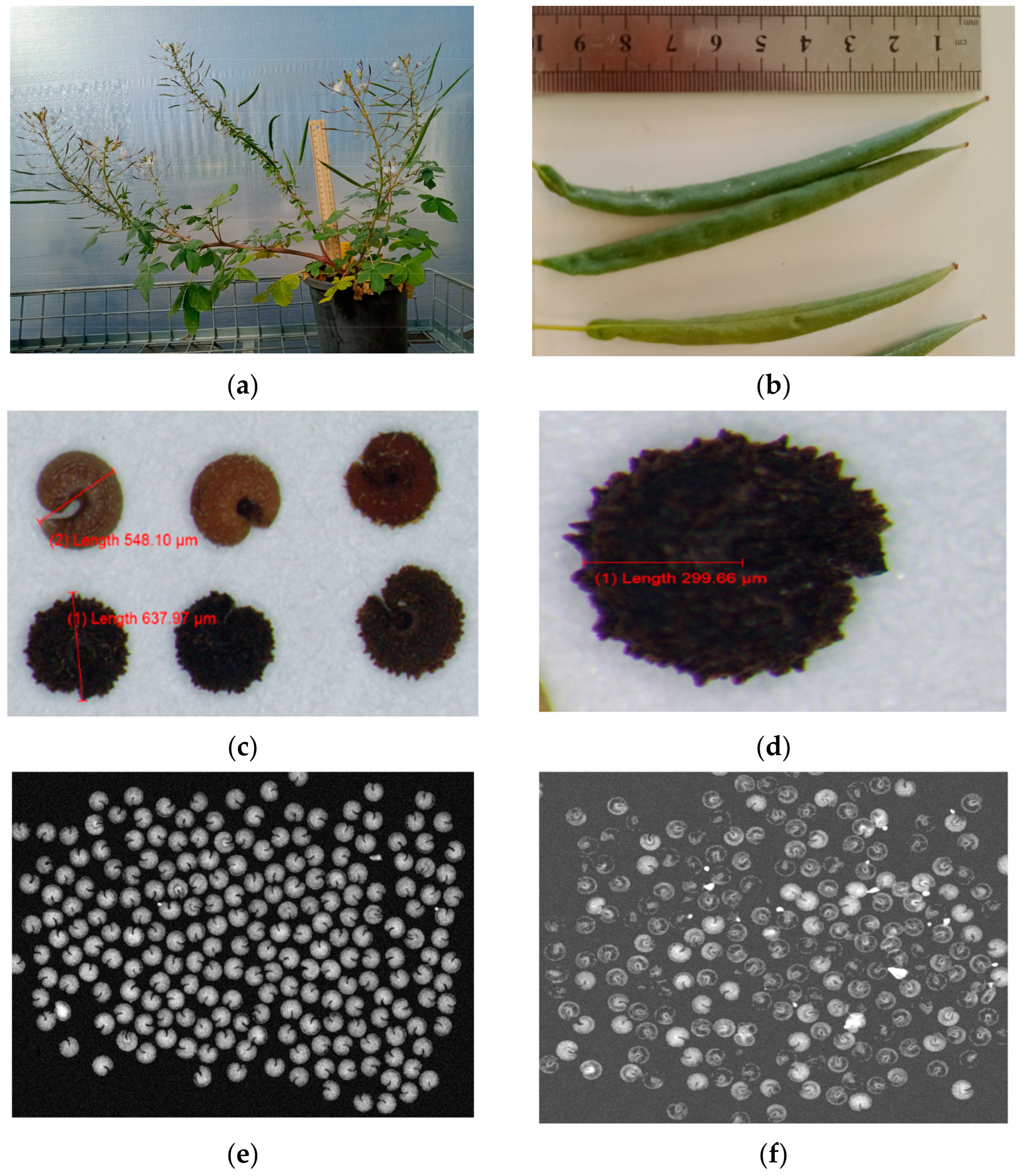 Agronomy 13 01430 g002 Agronomy 13 01430 g002