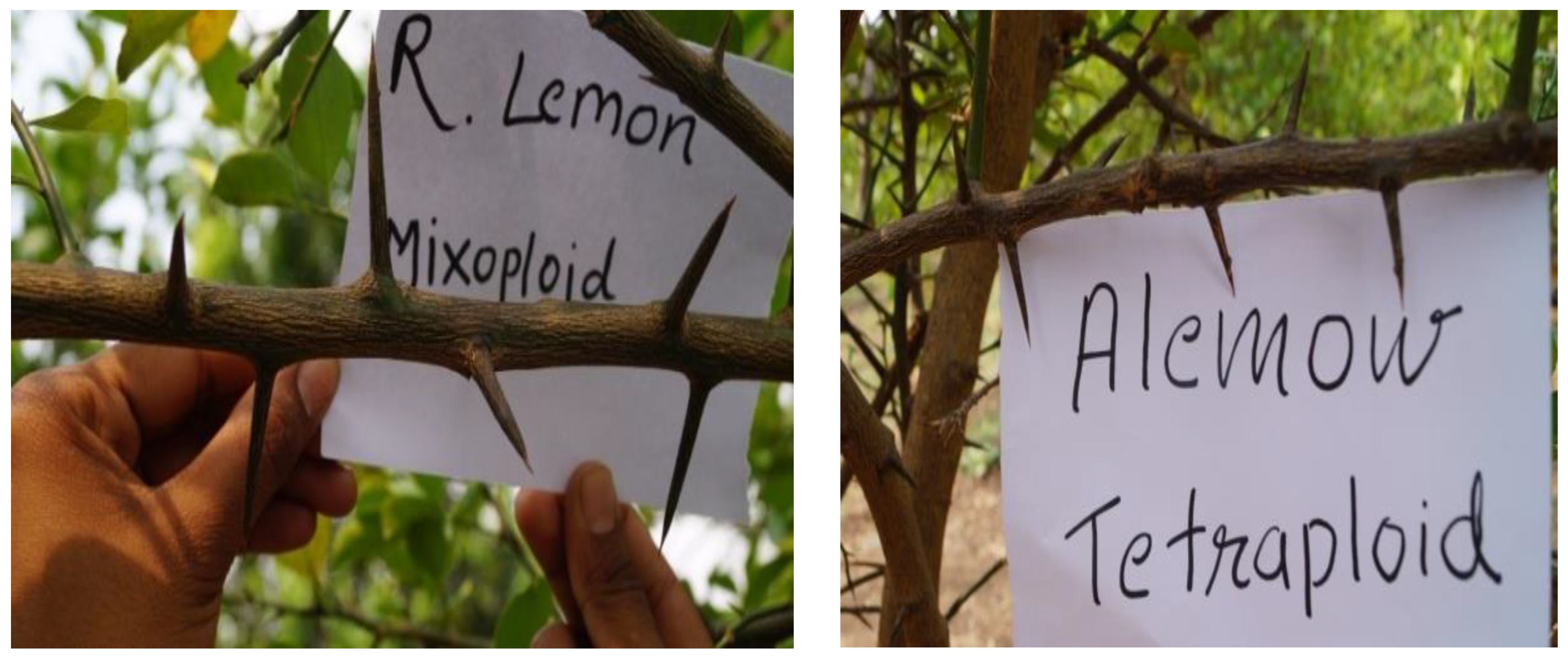 Agronomy 13 01442 g010