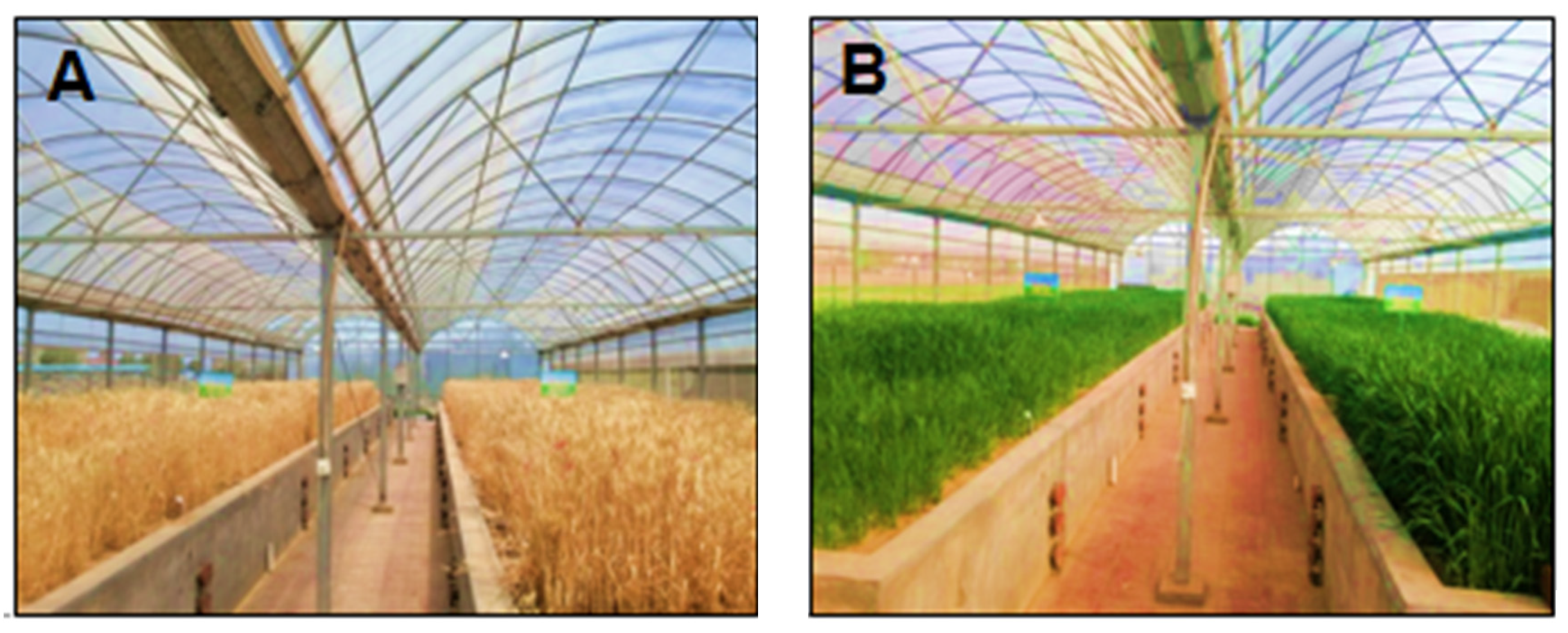 Agronomy 13 01448 g001 Agronomy 13 01448 g001