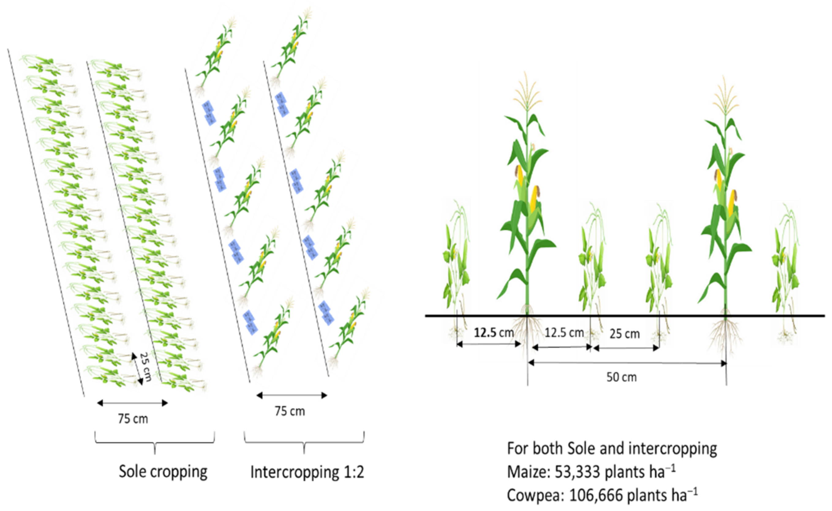 Agronomy 13 01451 g001 Agronomy 13 01451 g001