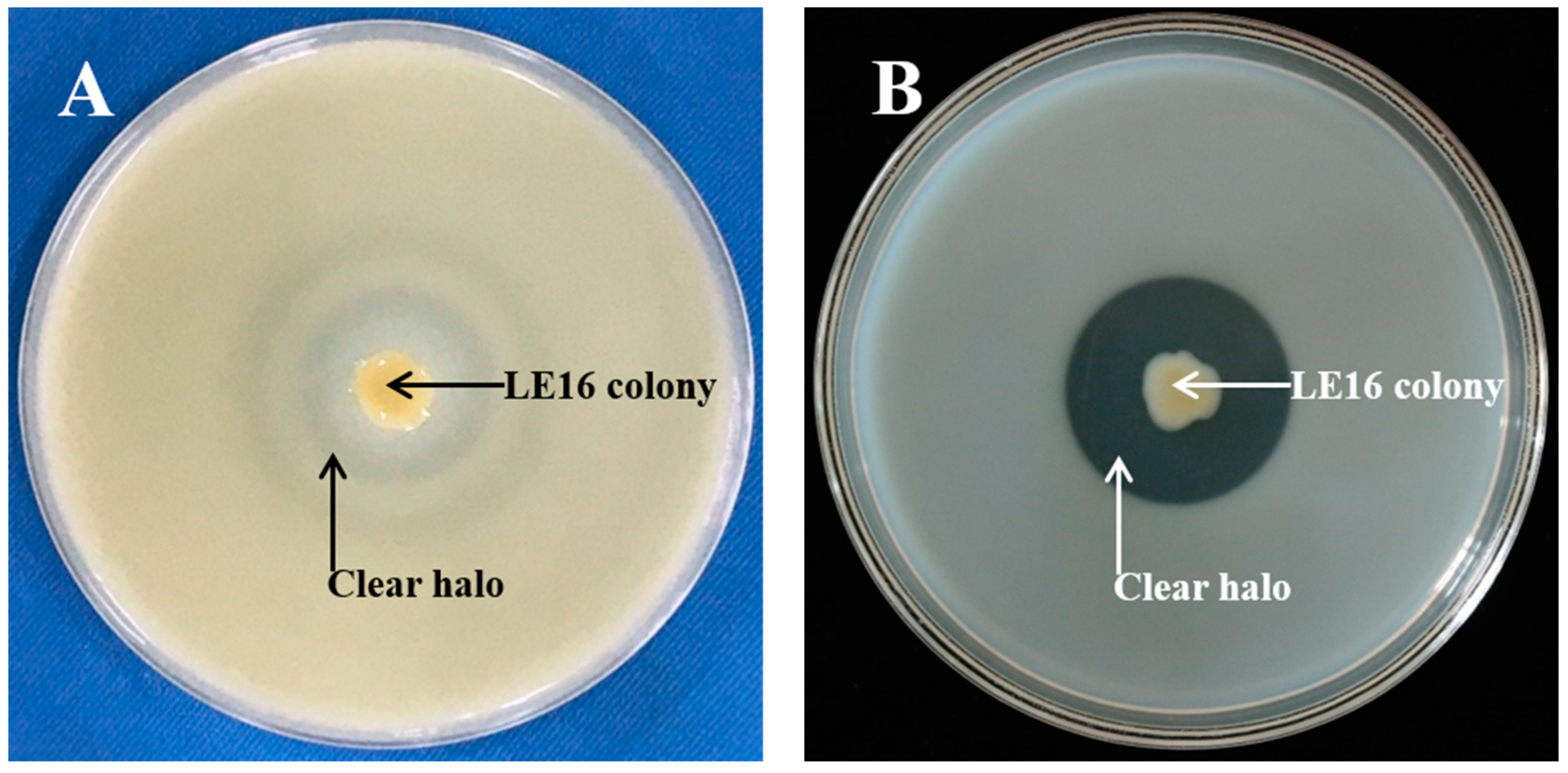 Agronomy 13 01453 g001 Agronomy 13 01453 g001
