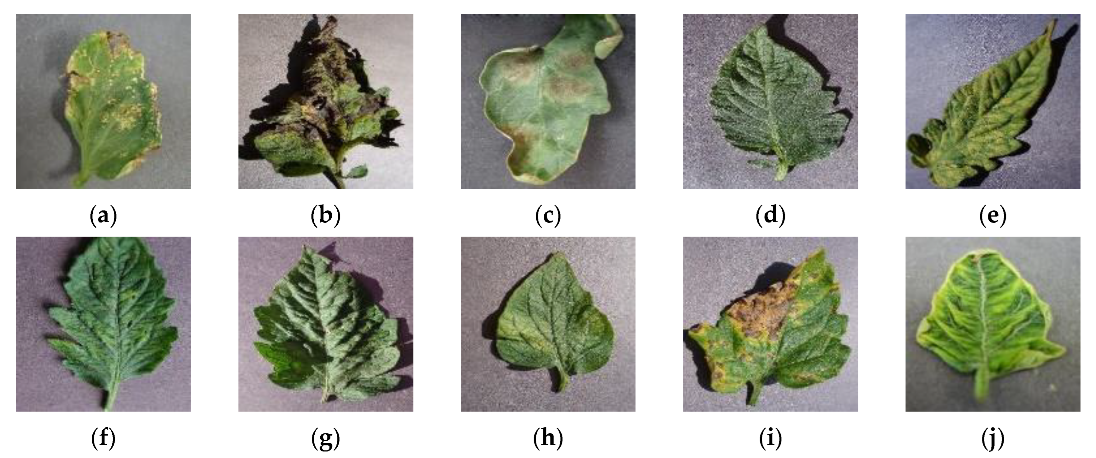 Agronomy 13 01455 g002 Agronomy 13 01455 g002