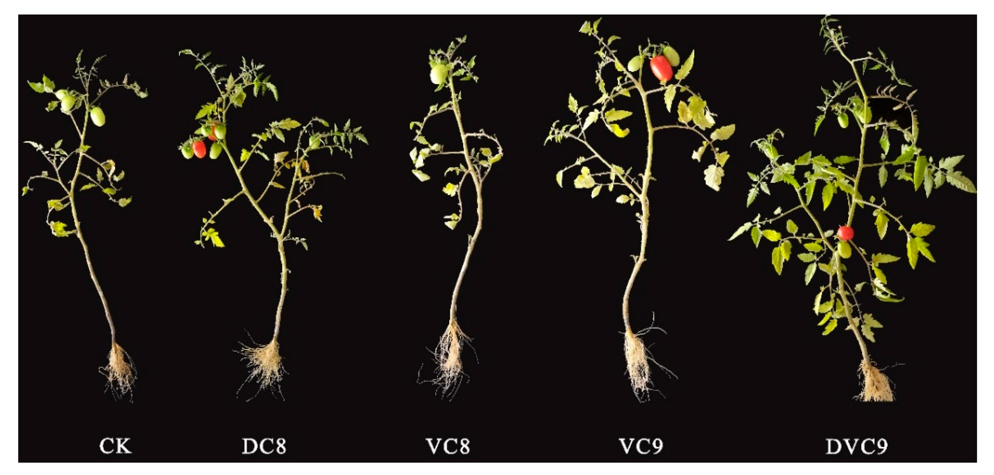 Agronomy 13 01458 g001 Agronomy 13 01458 g001