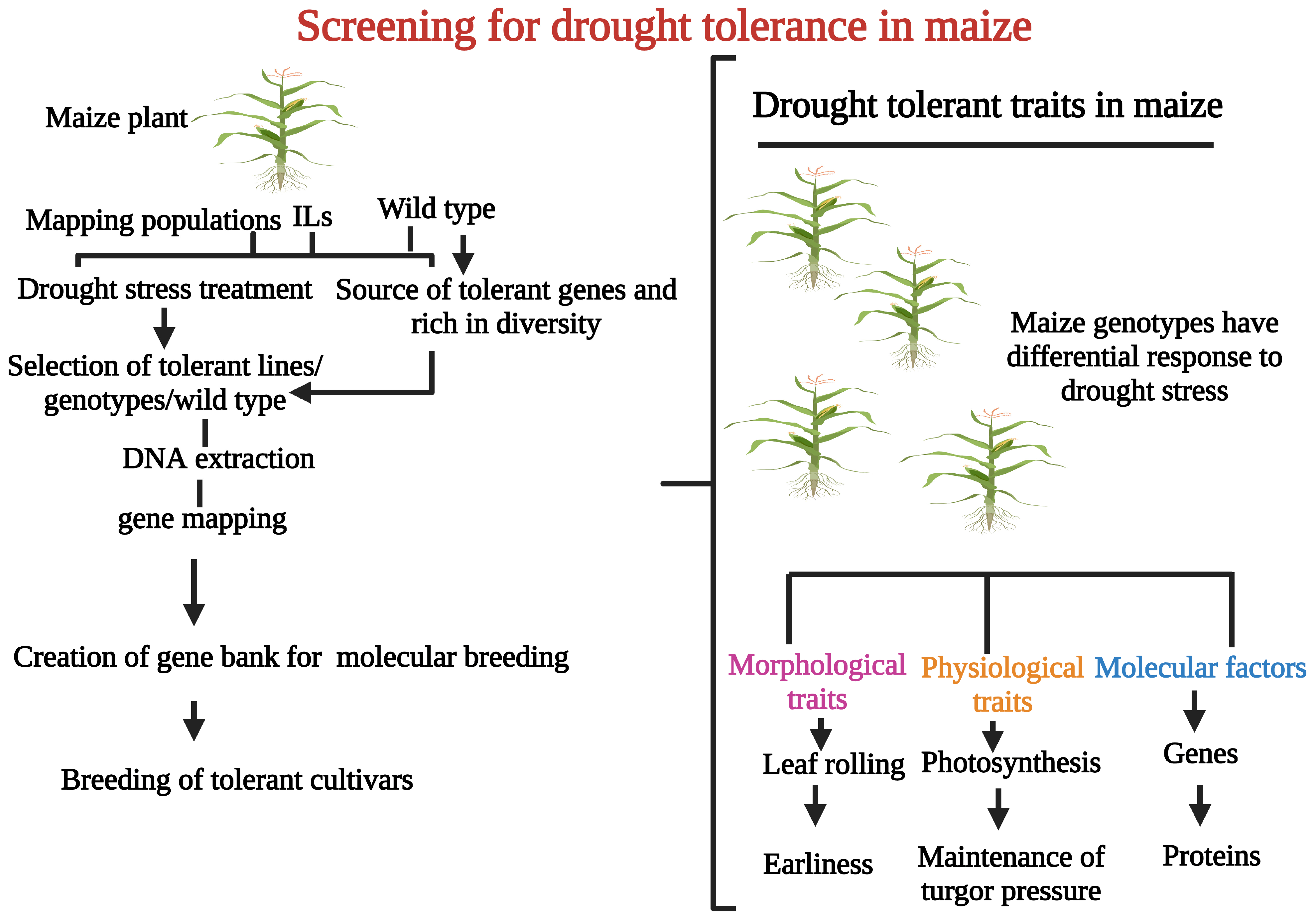 Agronomy 13 01459 g002 Agronomy 13 01459 g002