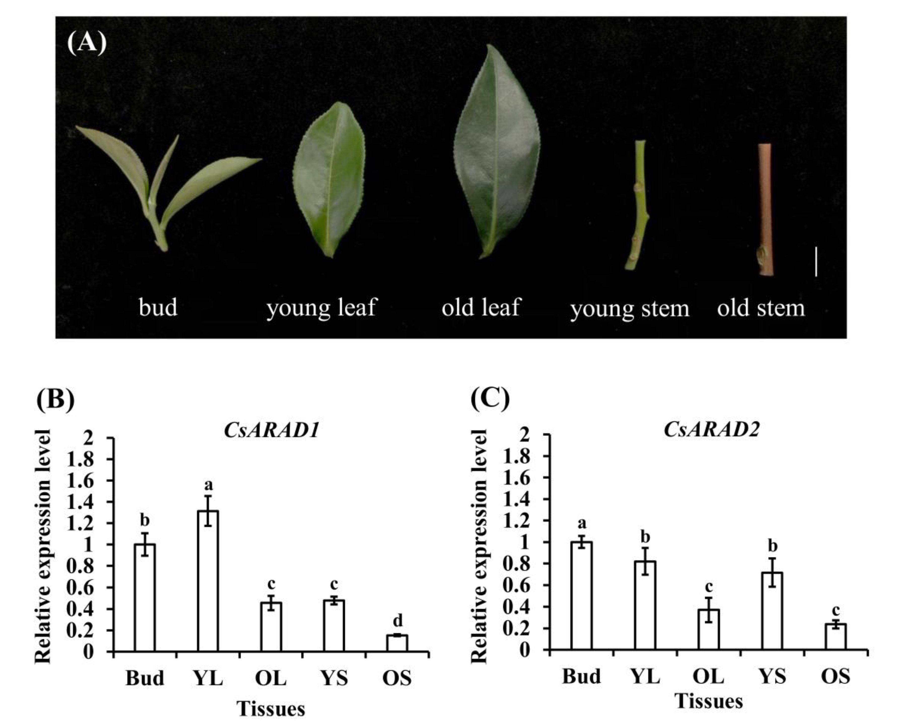 Agronomy 13 01476 g003 Agronomy 13 01476 g003