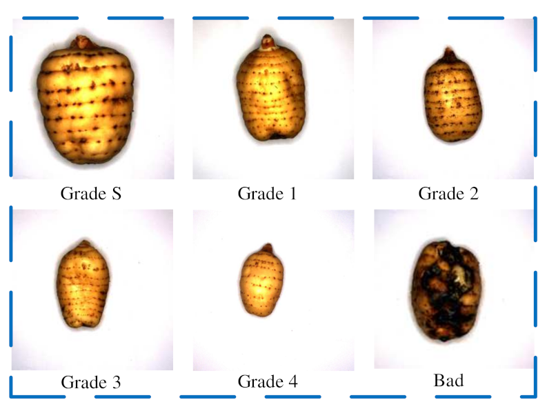 Agronomy 13 01477 g001