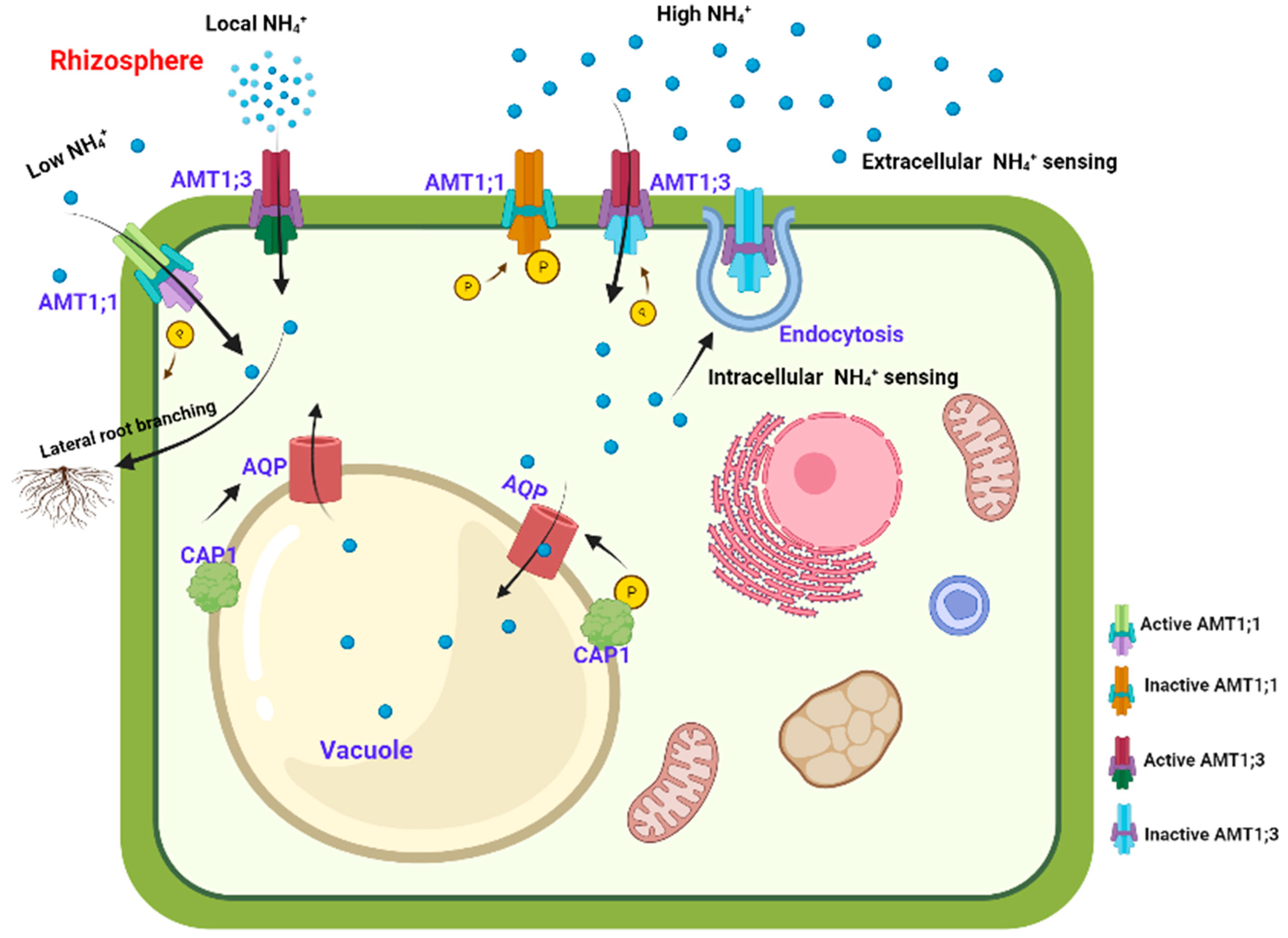 Agronomy 13 01487 g003 Agronomy 13 01487 g003
