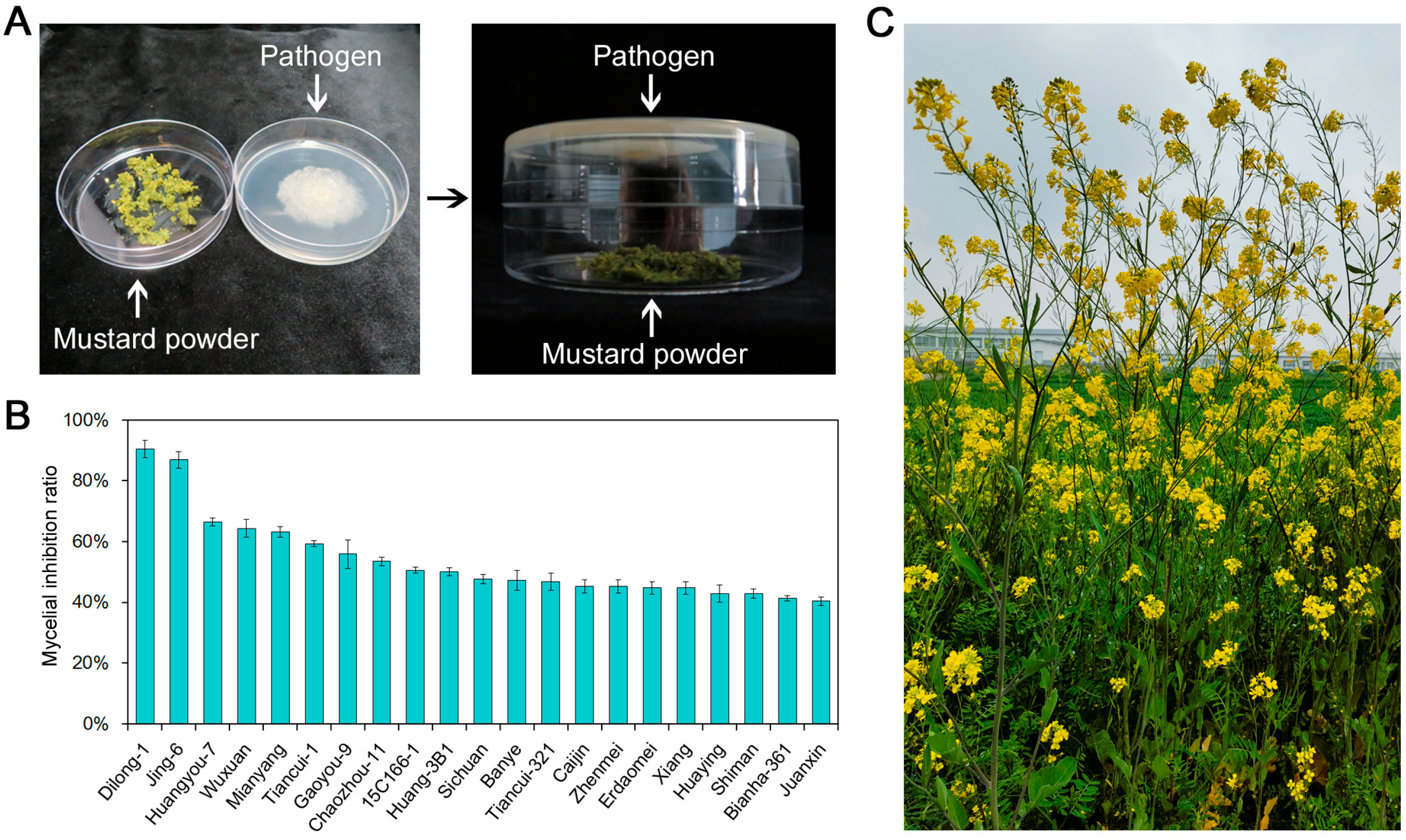 Agronomy 13 01490 g001 Agronomy 13 01490 g001