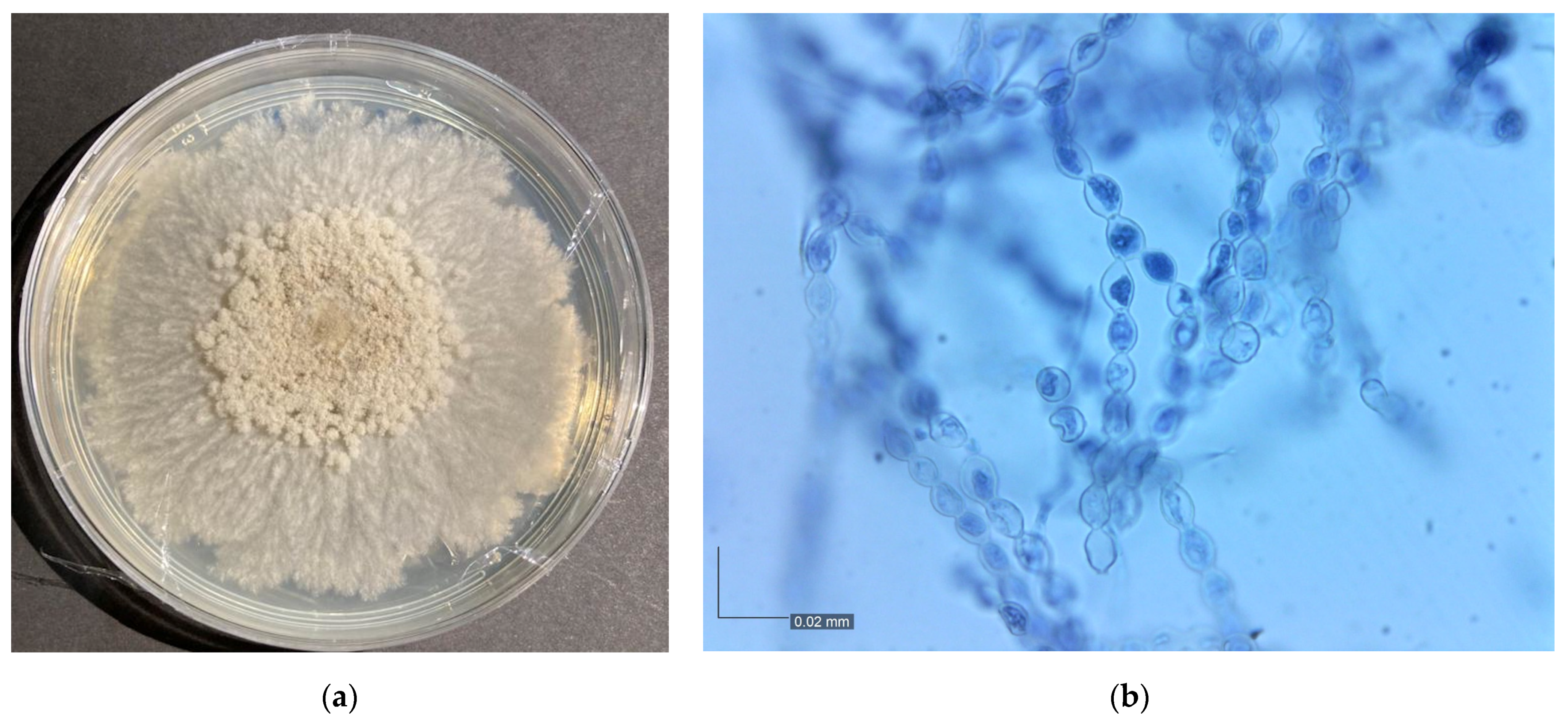 Agronomy 13 01493 g001 Agronomy 13 01493 g001