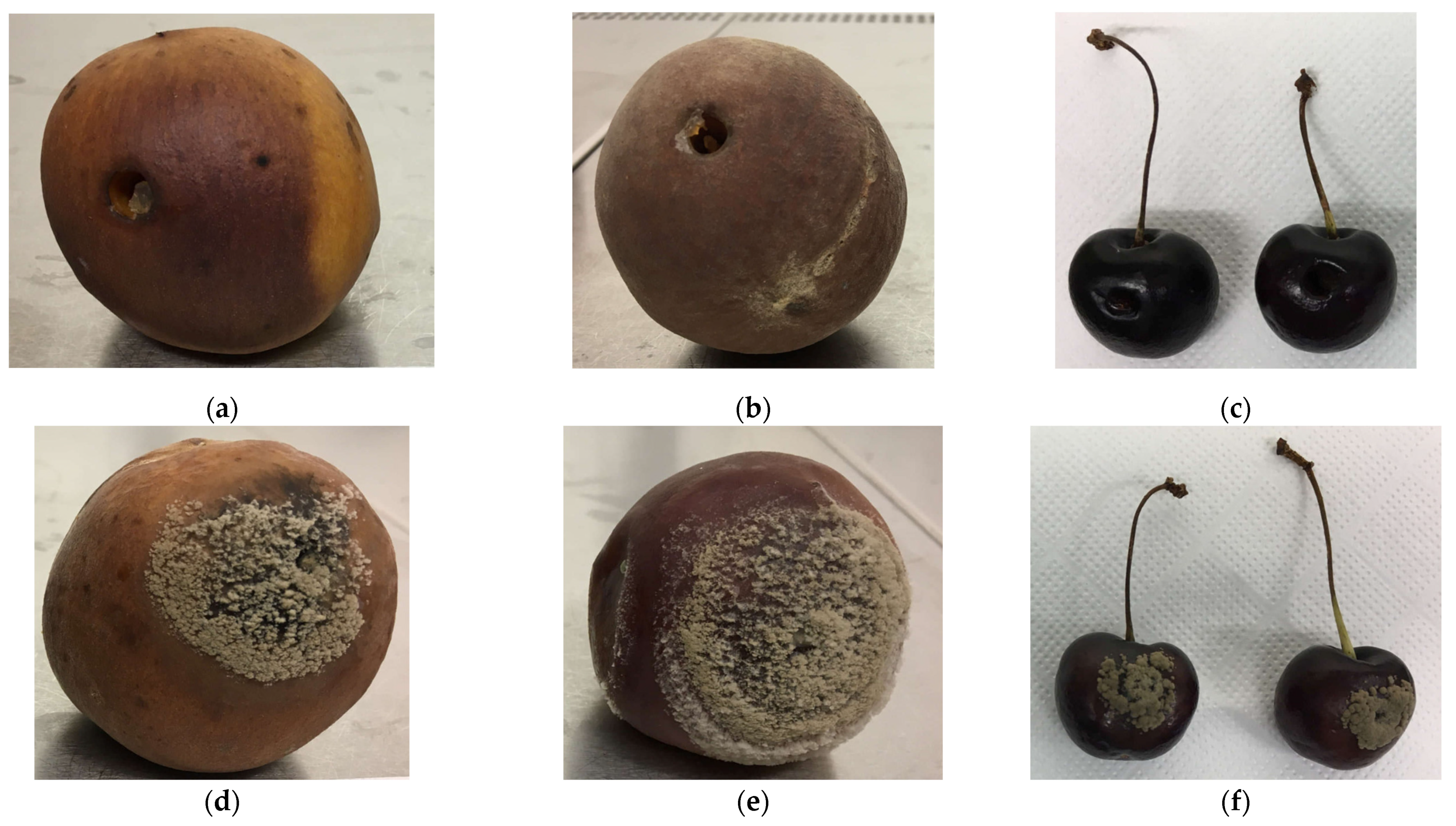 Agronomy 13 01493 g003 Agronomy 13 01493 g003