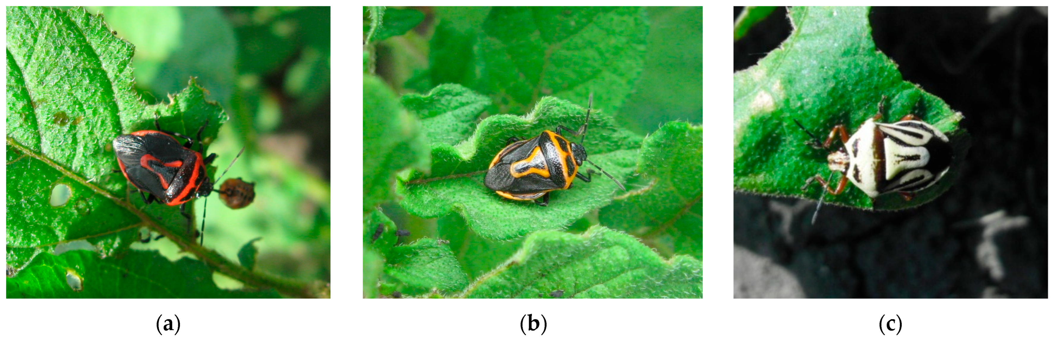 Agronomy 13 01496 g003