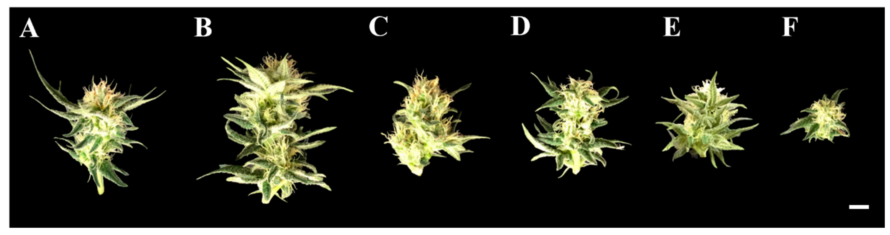 Agronomy 13 01497 g003 Agronomy 13 01497 g003