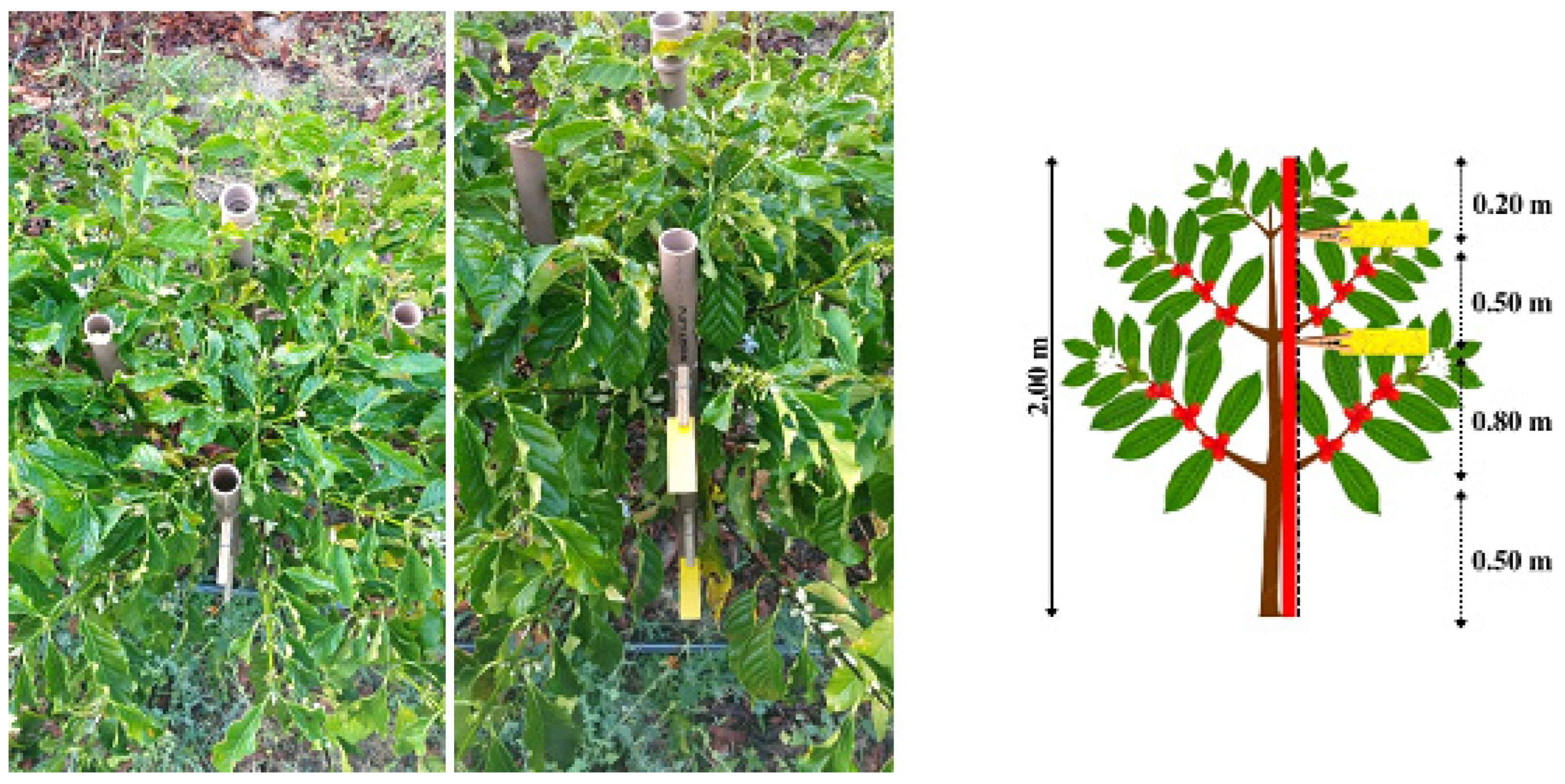 Agronomy 13 01506 g003