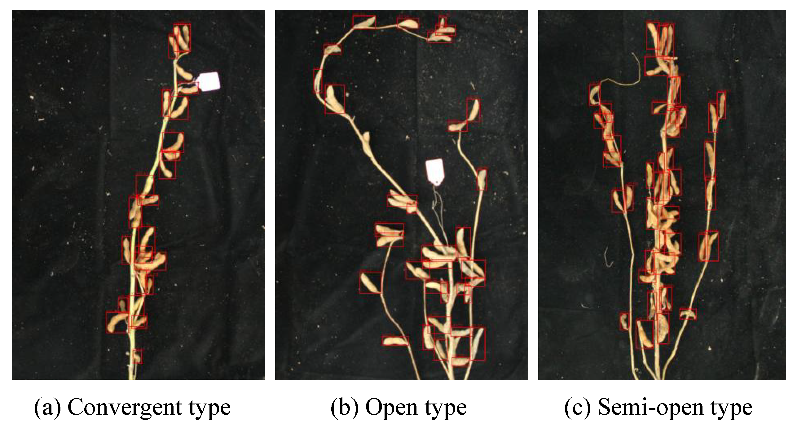 Agronomy 13 01507 g013