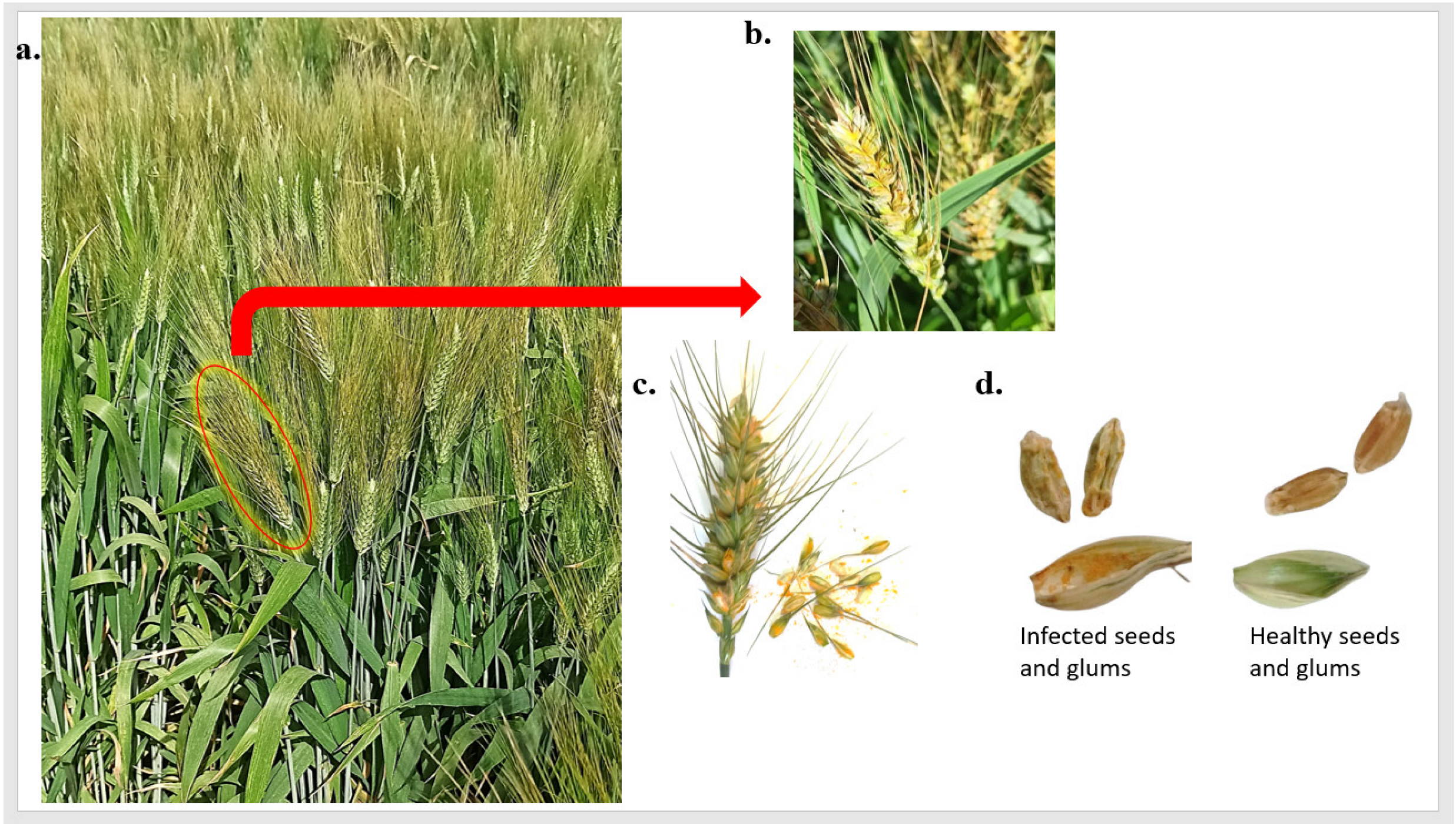 Agronomy 13 01509 g001 Agronomy 13 01509 g001