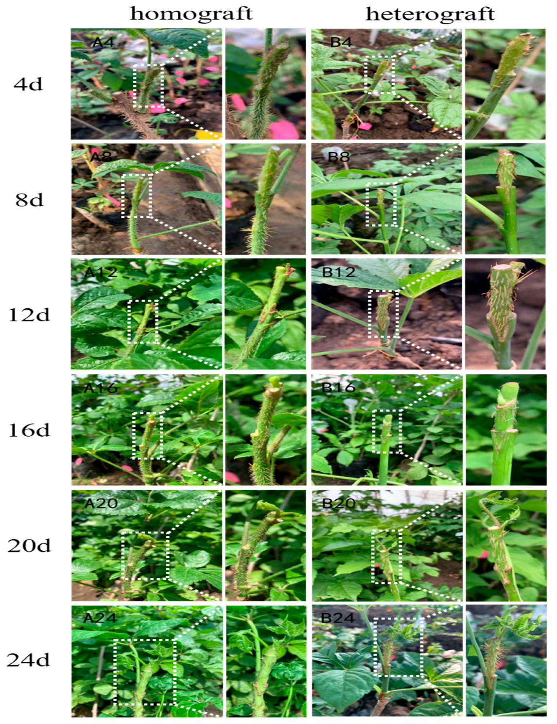 Agronomy 13 01527 g002 Agronomy 13 01527 g002