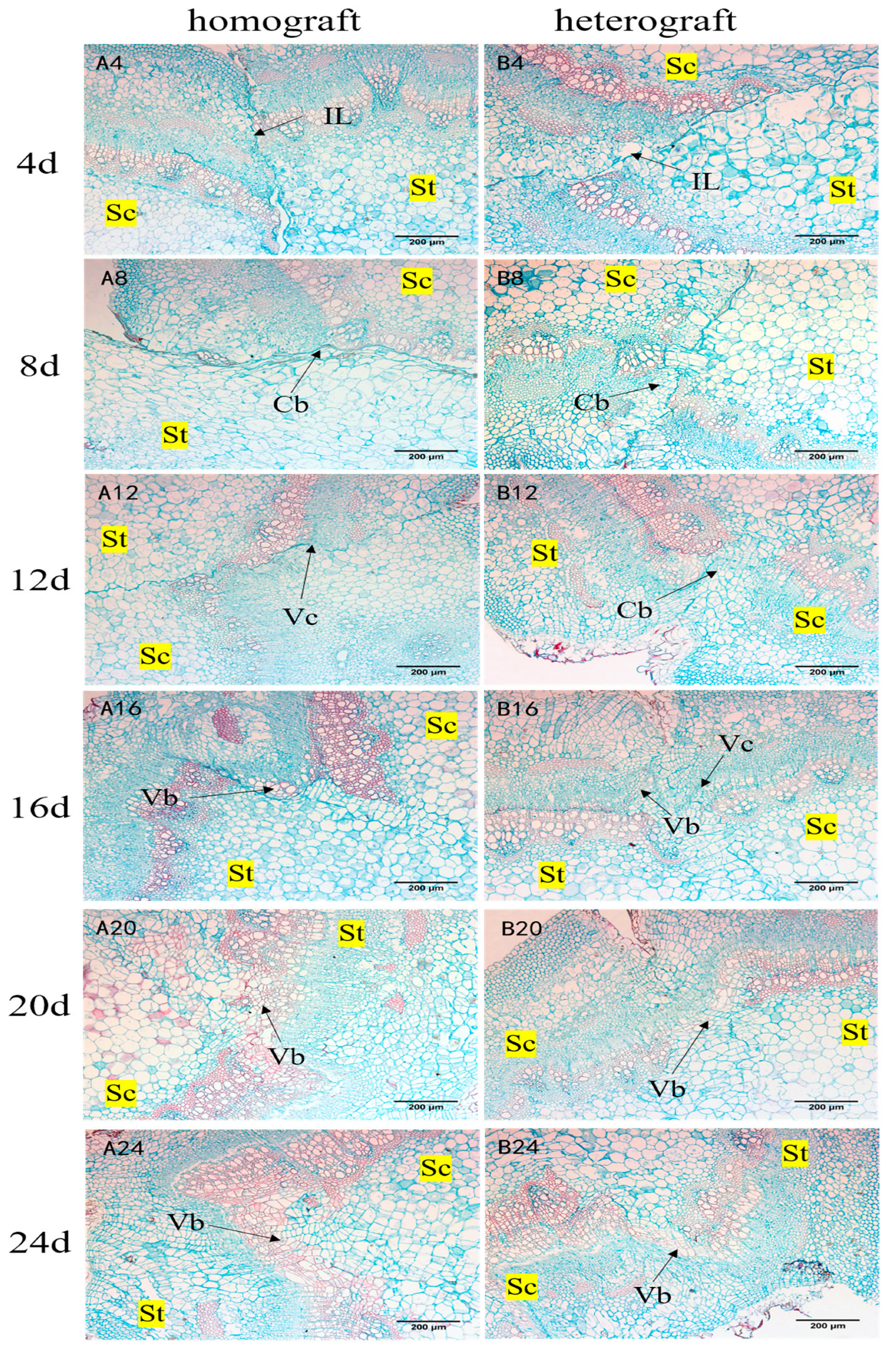 Agronomy 13 01527 g004 Agronomy 13 01527 g004