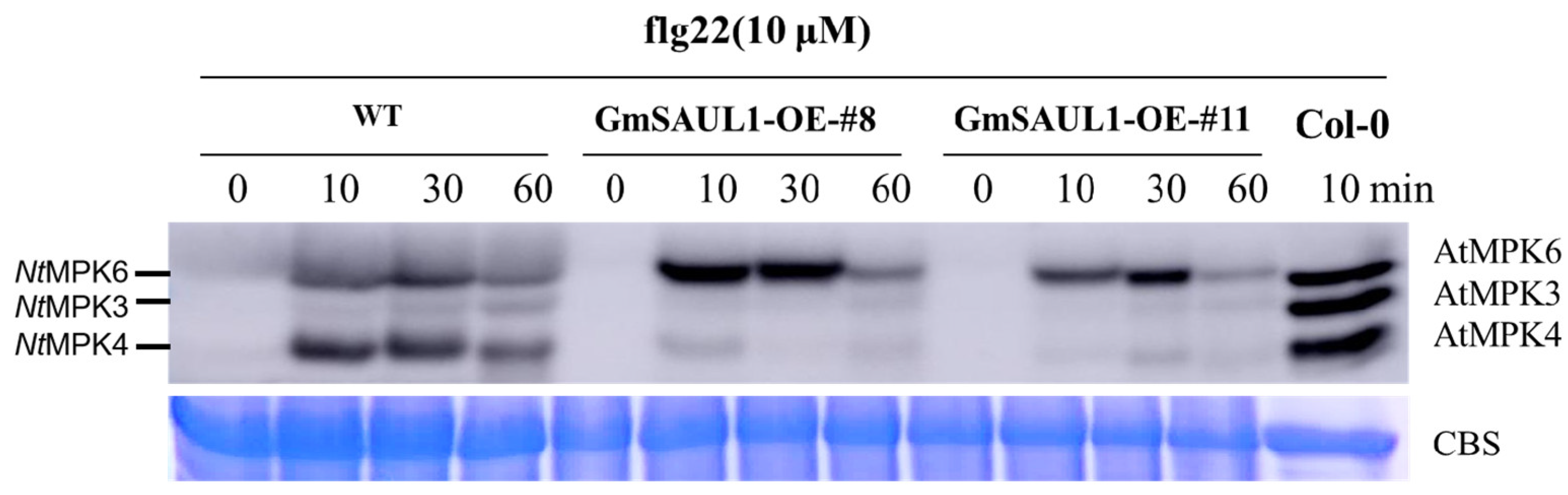 Agronomy 13 01533 g004 Agronomy 13 01533 g004