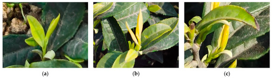 A Machine Vision-Based Method for Tea Buds Segmentation and Picking ...
