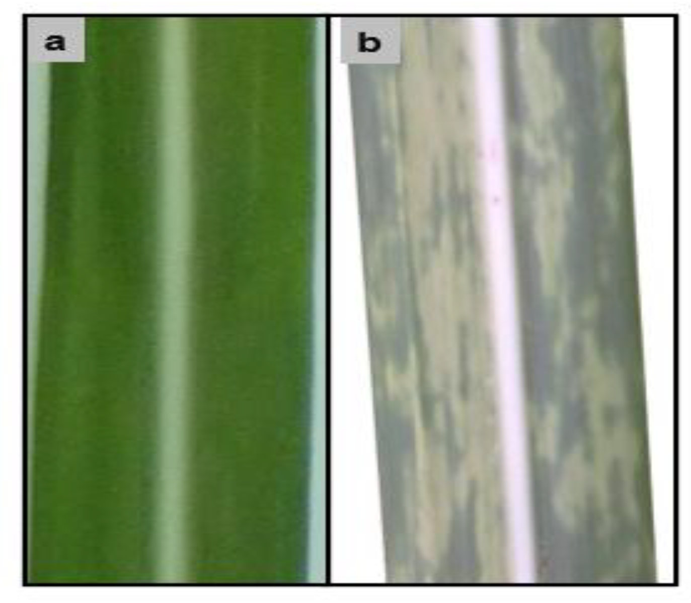 Agronomy 13 01542 g003 Agronomy 13 01542 g003