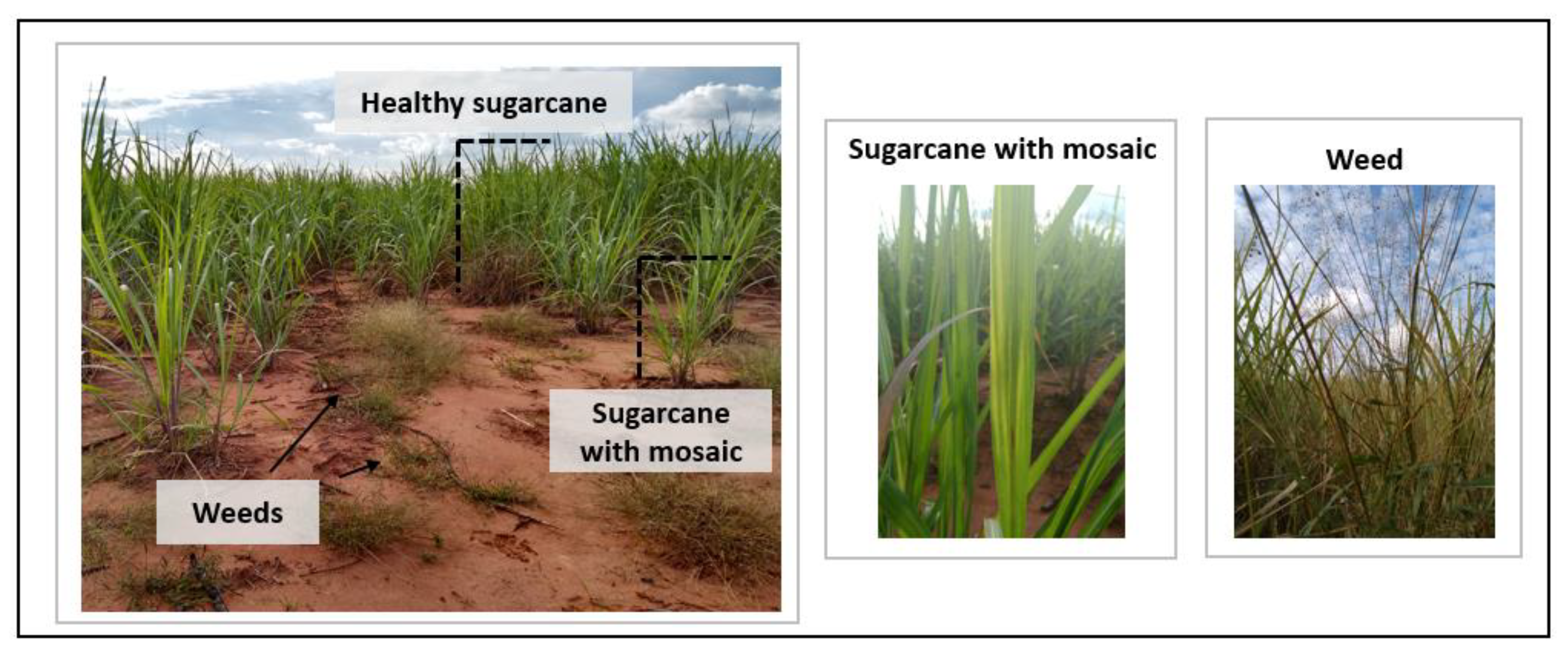Agronomy 13 01542 g007 Agronomy 13 01542 g007