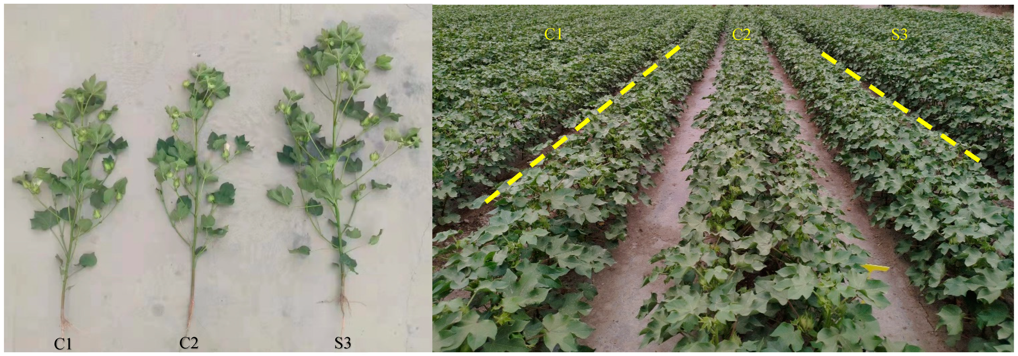 Agronomy 13 01543 g002 Agronomy 13 01543 g002