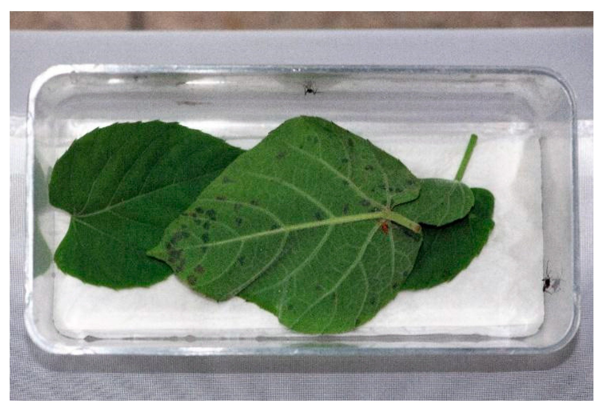 Agronomy 13 01554 g002 Agronomy 13 01554 g002