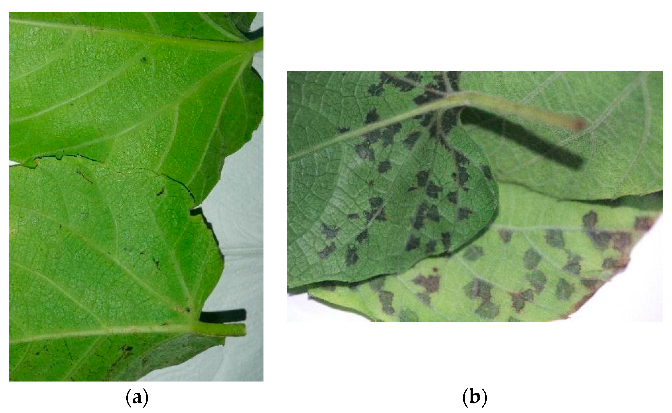 Agronomy 13 01554 g010 Agronomy 13 01554 g010