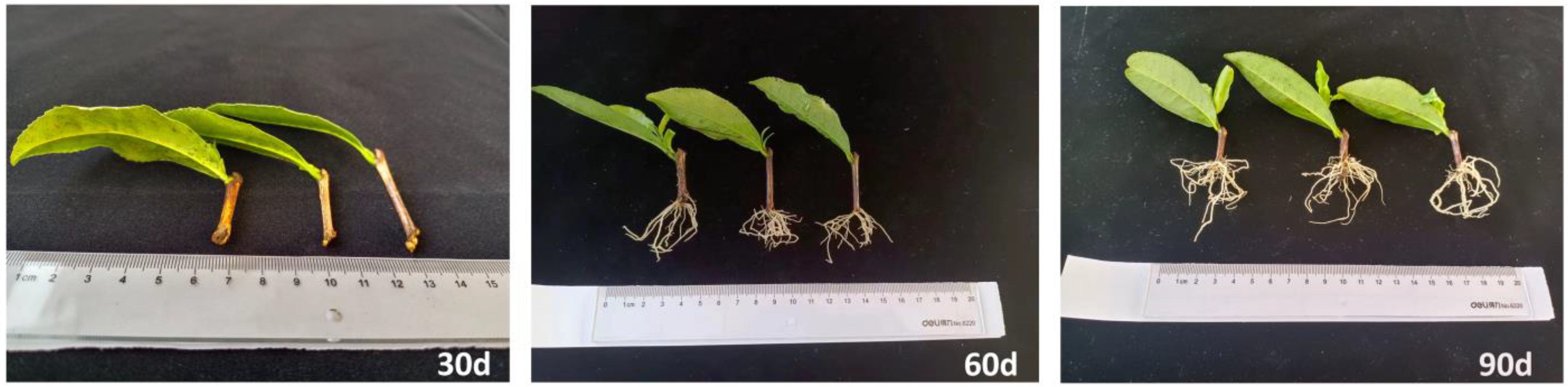 Agronomy 13 01561 g001