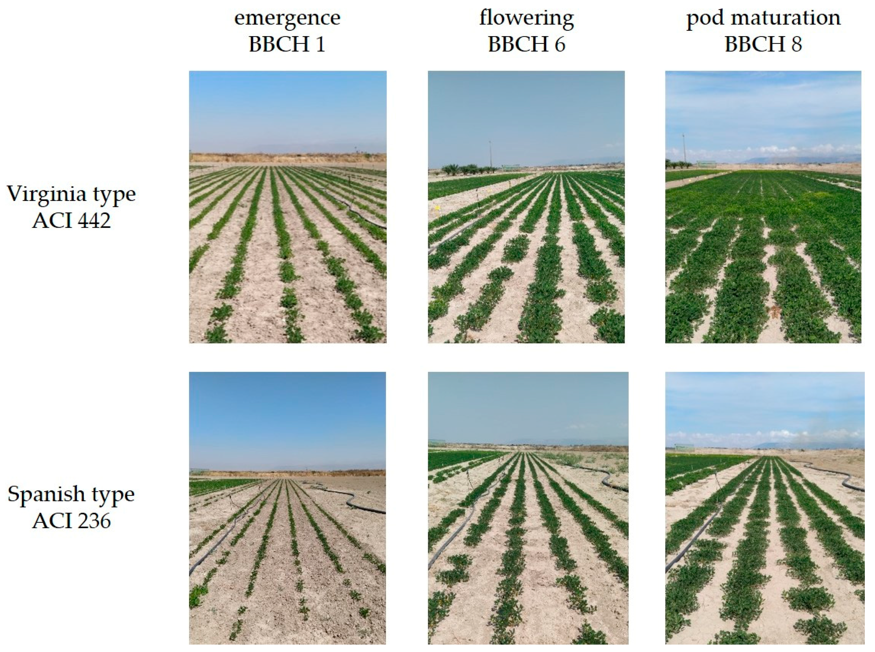 Agronomy 13 01566 g001