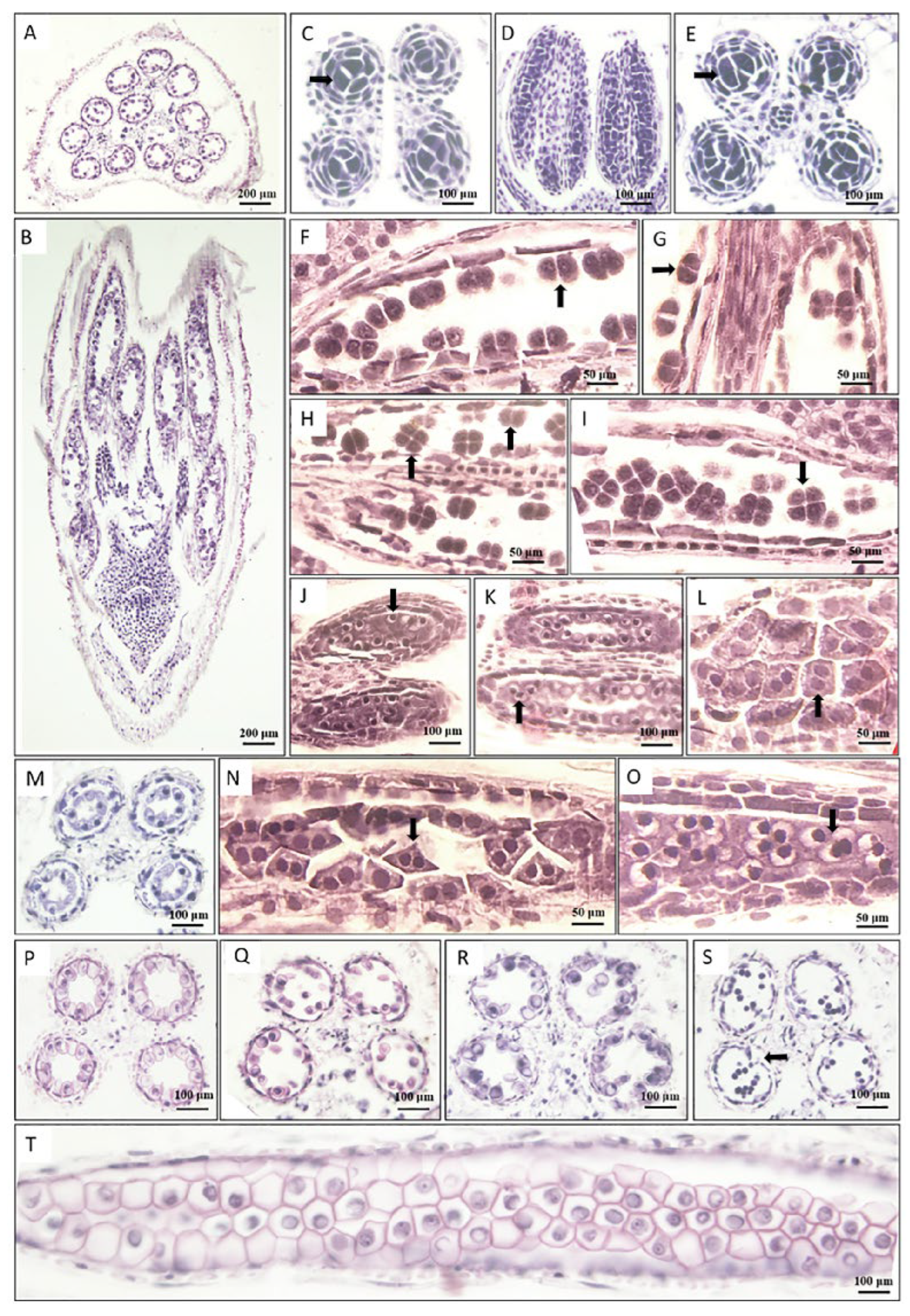 Agronomy 13 01569 g002 Agronomy 13 01569 g002