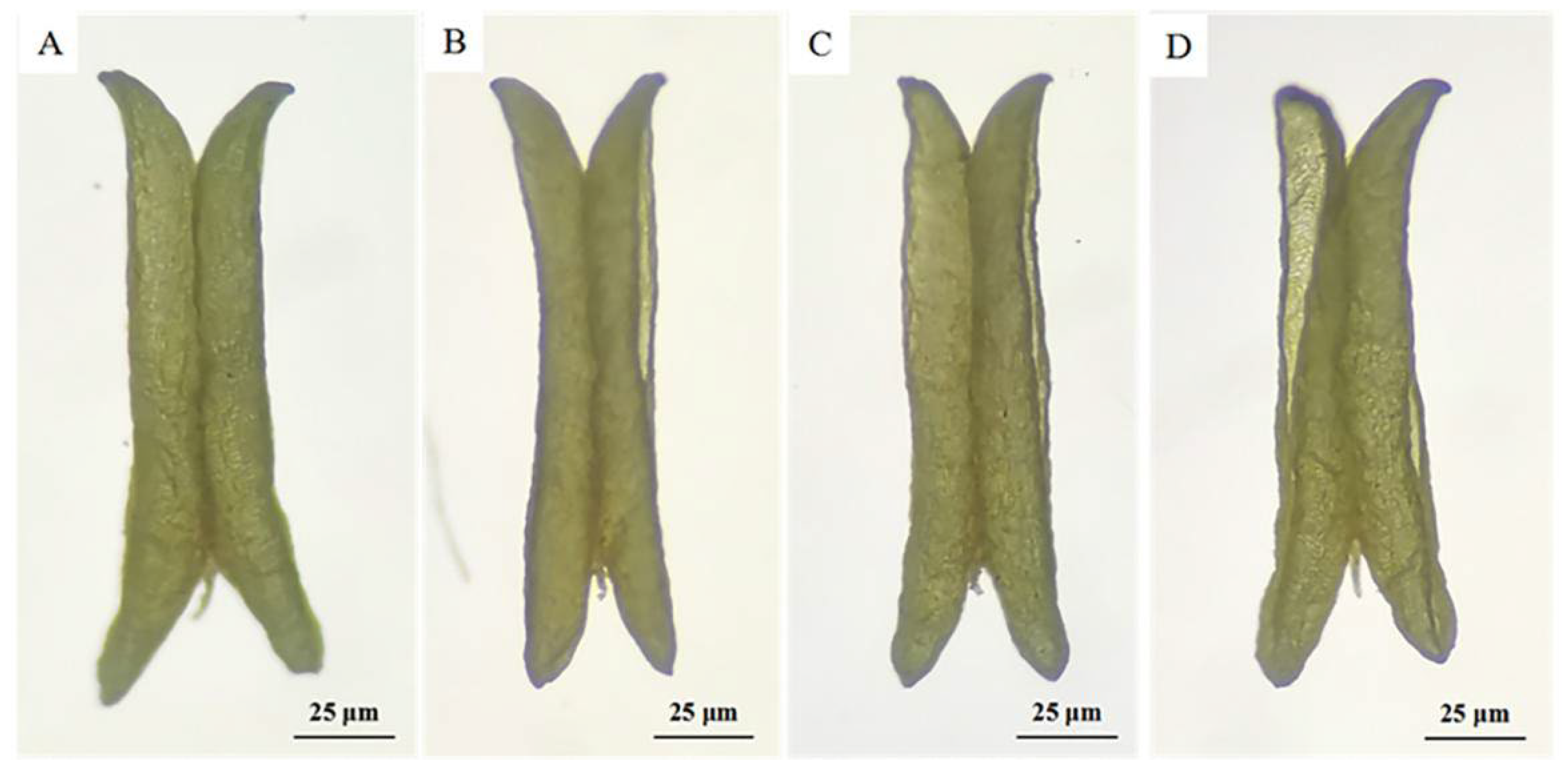 Agronomy 13 01569 g003 Agronomy 13 01569 g003