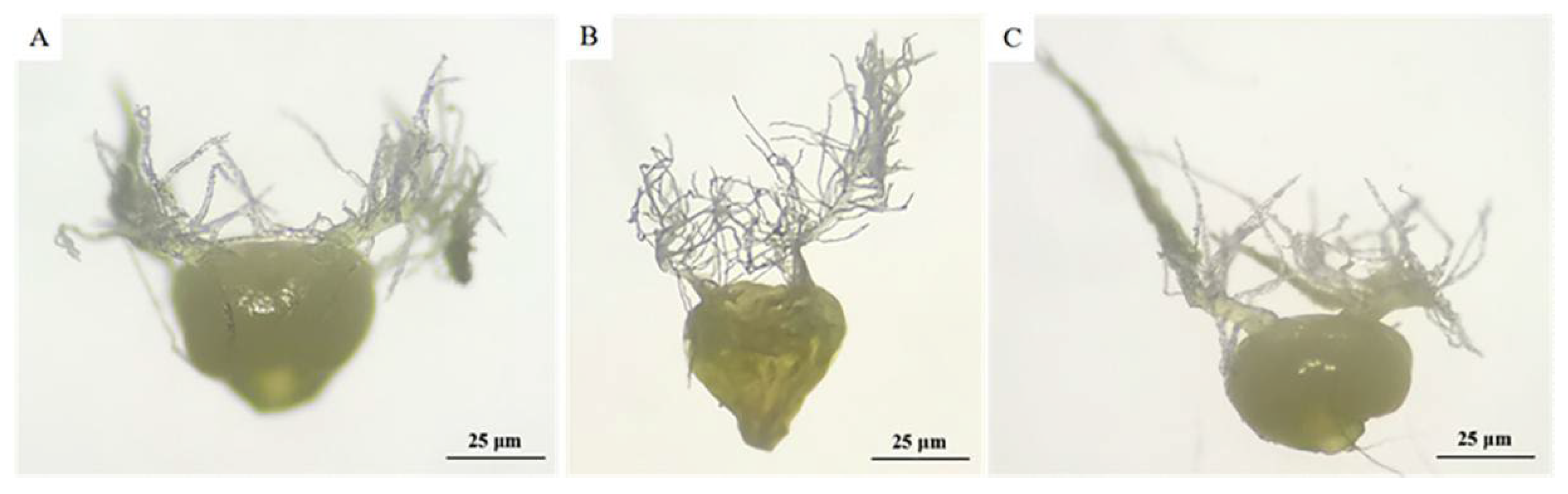 Agronomy 13 01569 g004 Agronomy 13 01569 g004