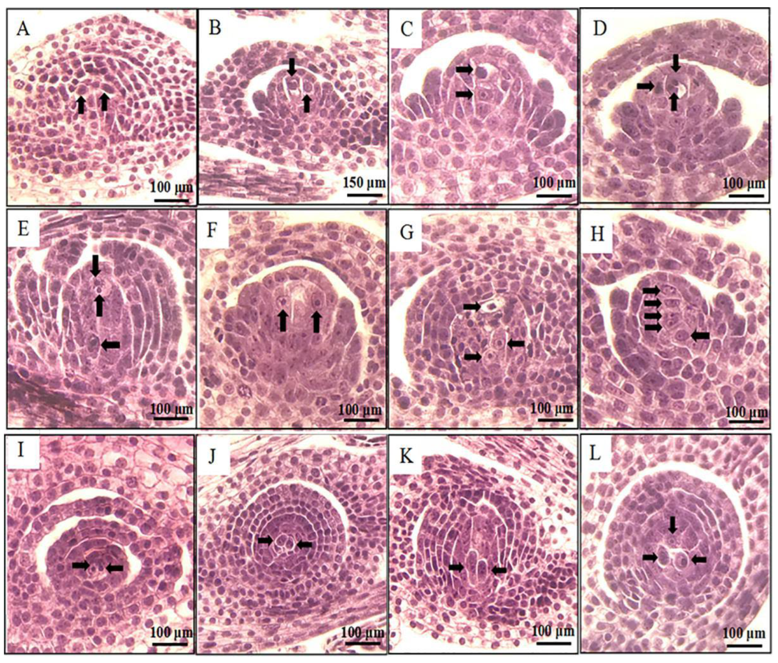 Agronomy 13 01569 g005 Agronomy 13 01569 g005