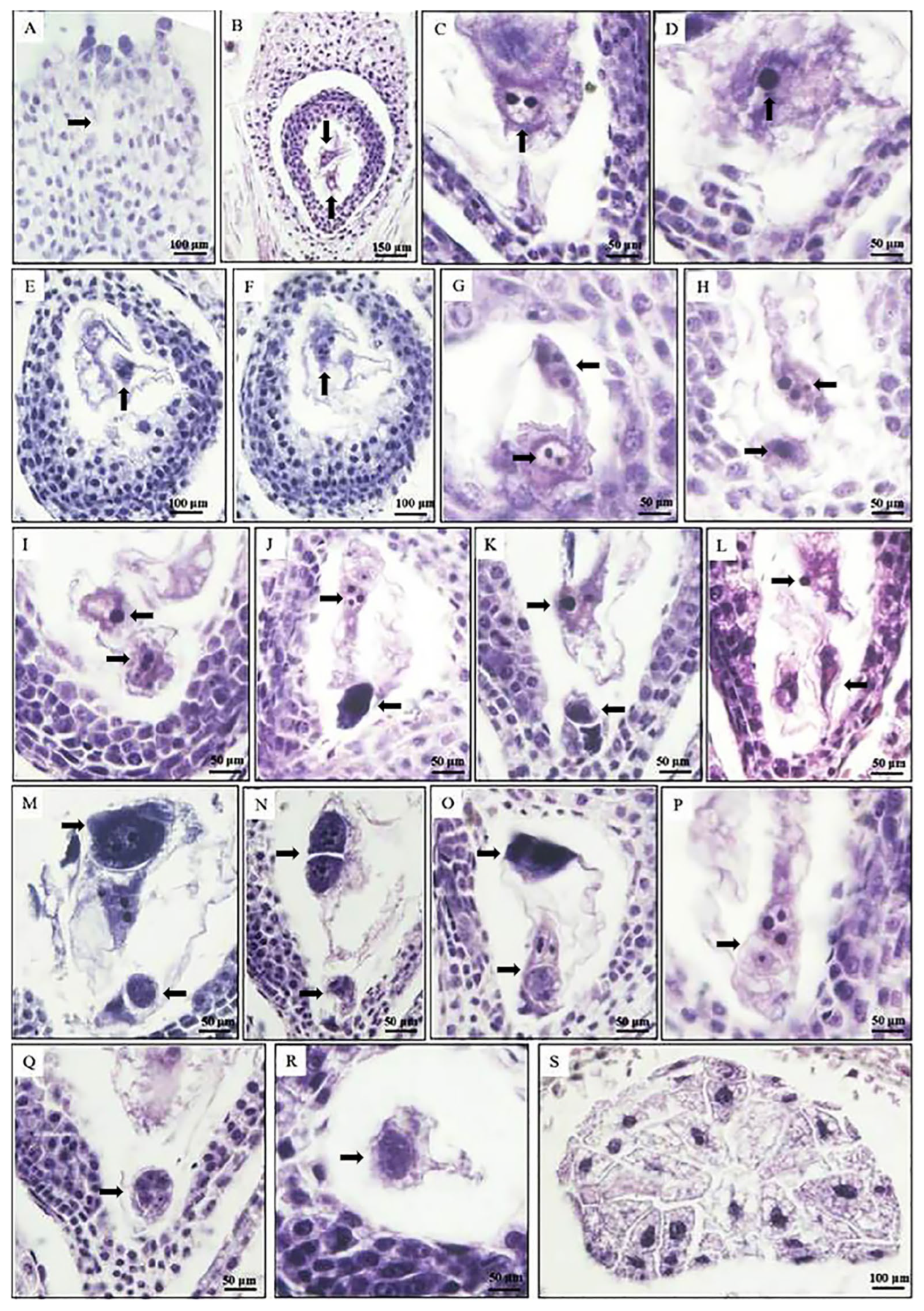 Agronomy 13 01569 g006 Agronomy 13 01569 g006
